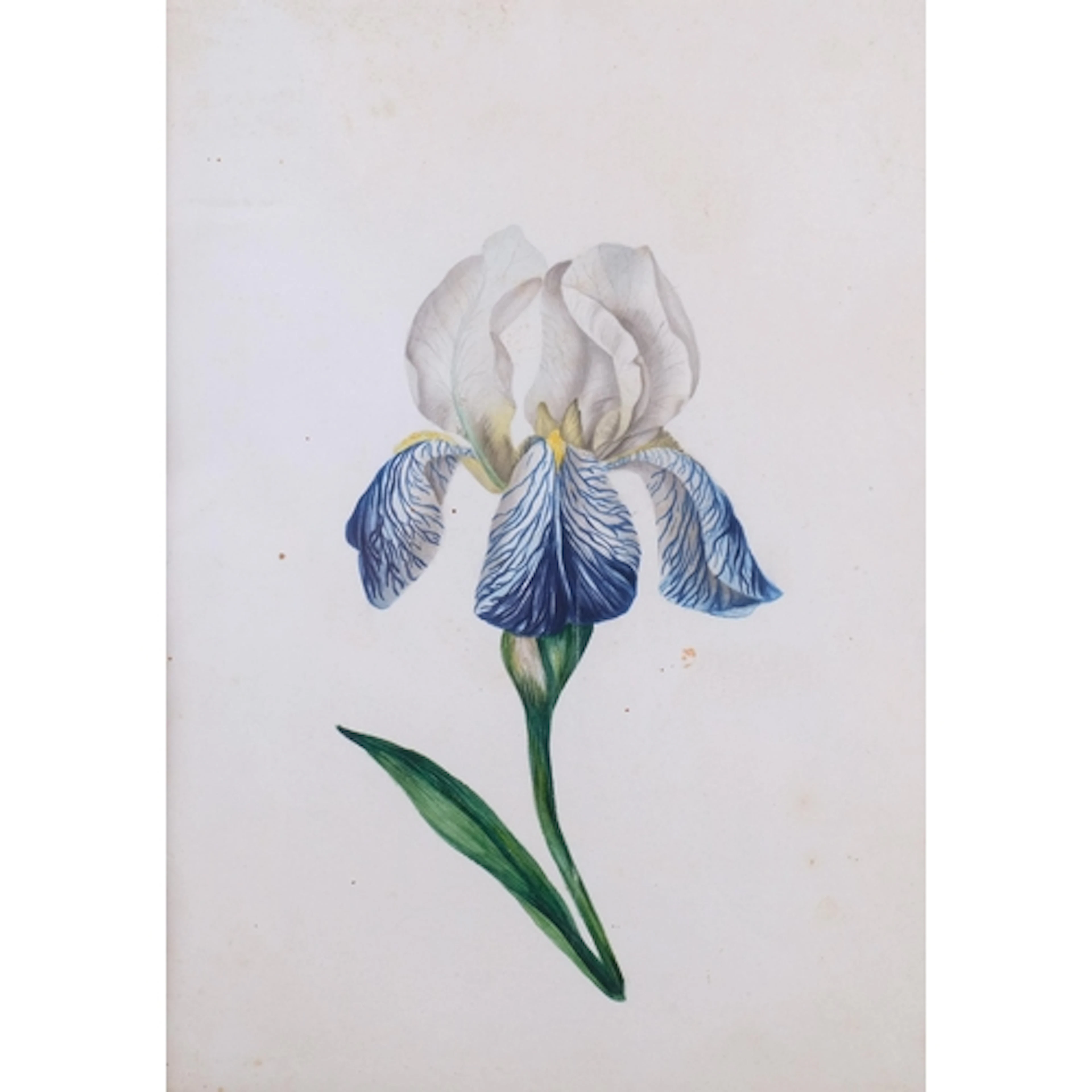 Circle of Gerard Van Spaendonck (1746 - 1822), botanical stu...