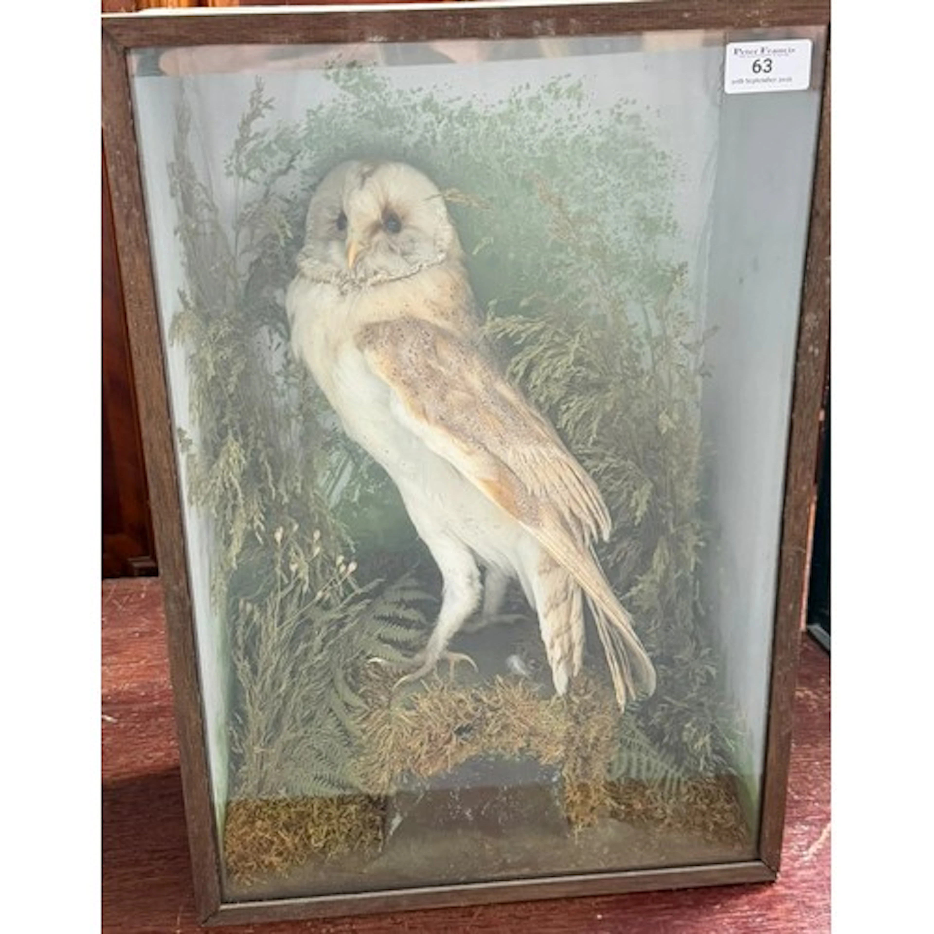 Taxidermy - Cased specimen Barn Owl amongst foliage. 49x33.5...