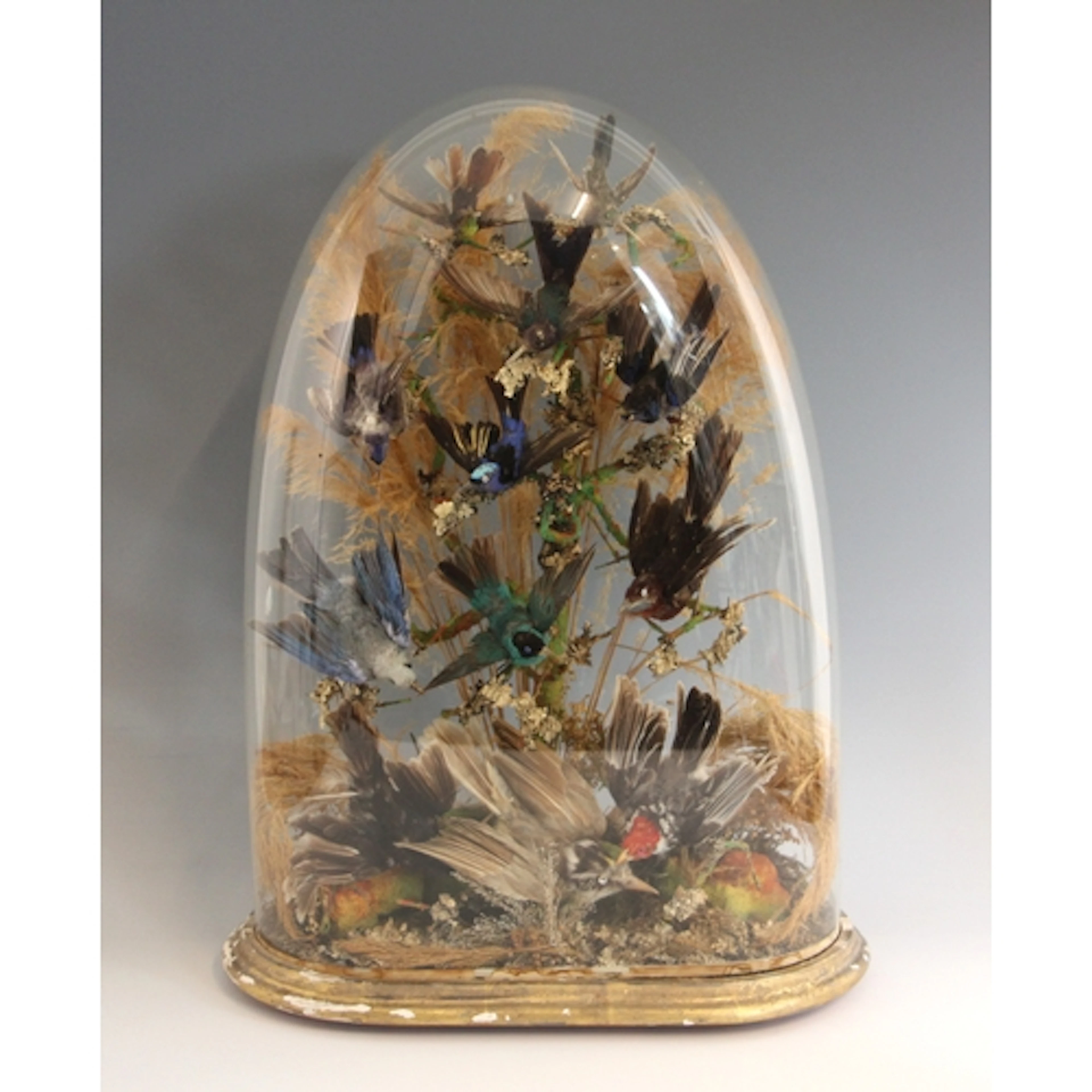TAXIDERMY: A Victorian ornithological dome-cased taxidermy d...