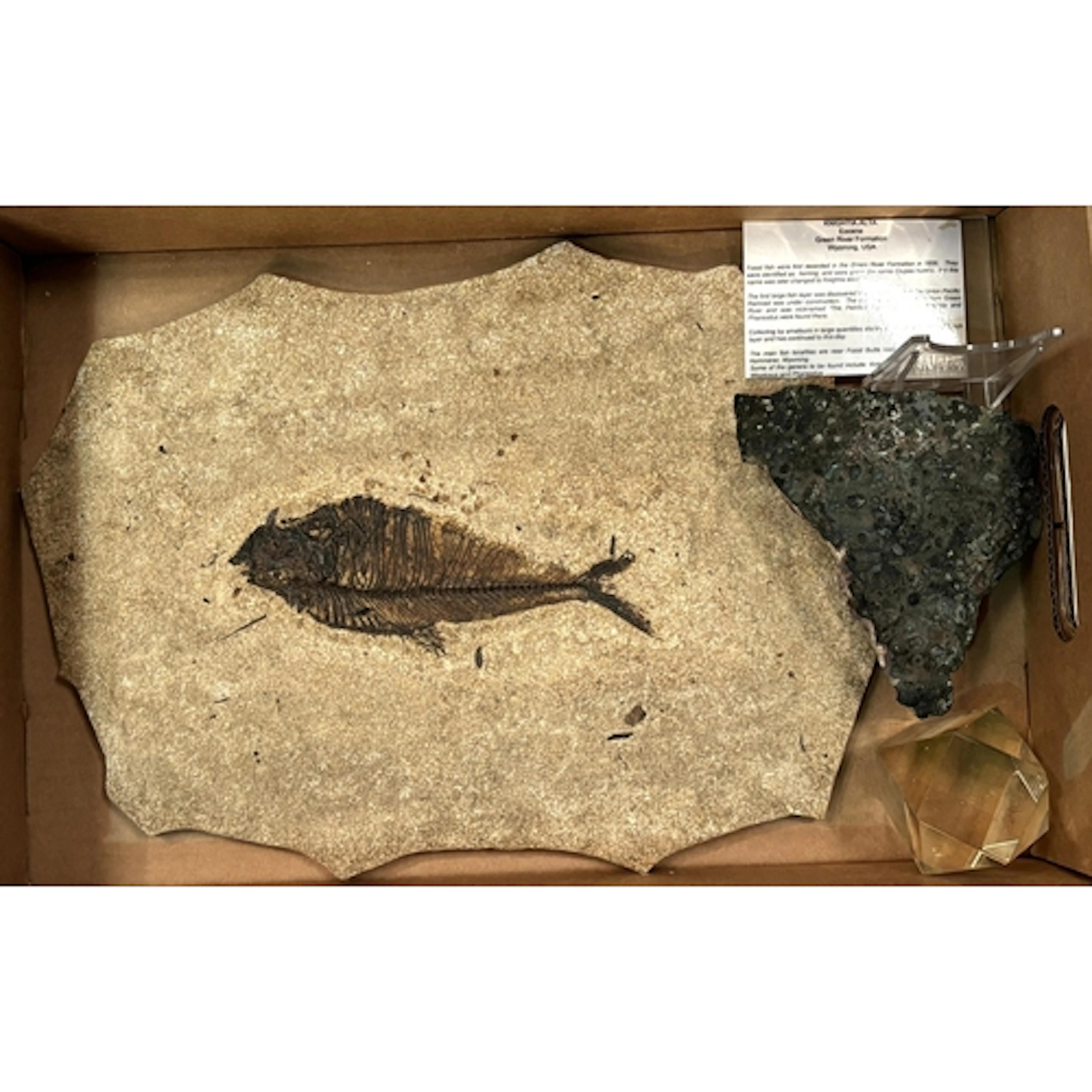 Fossil, Knightia Alta from Green River Wyoming, fish length ...