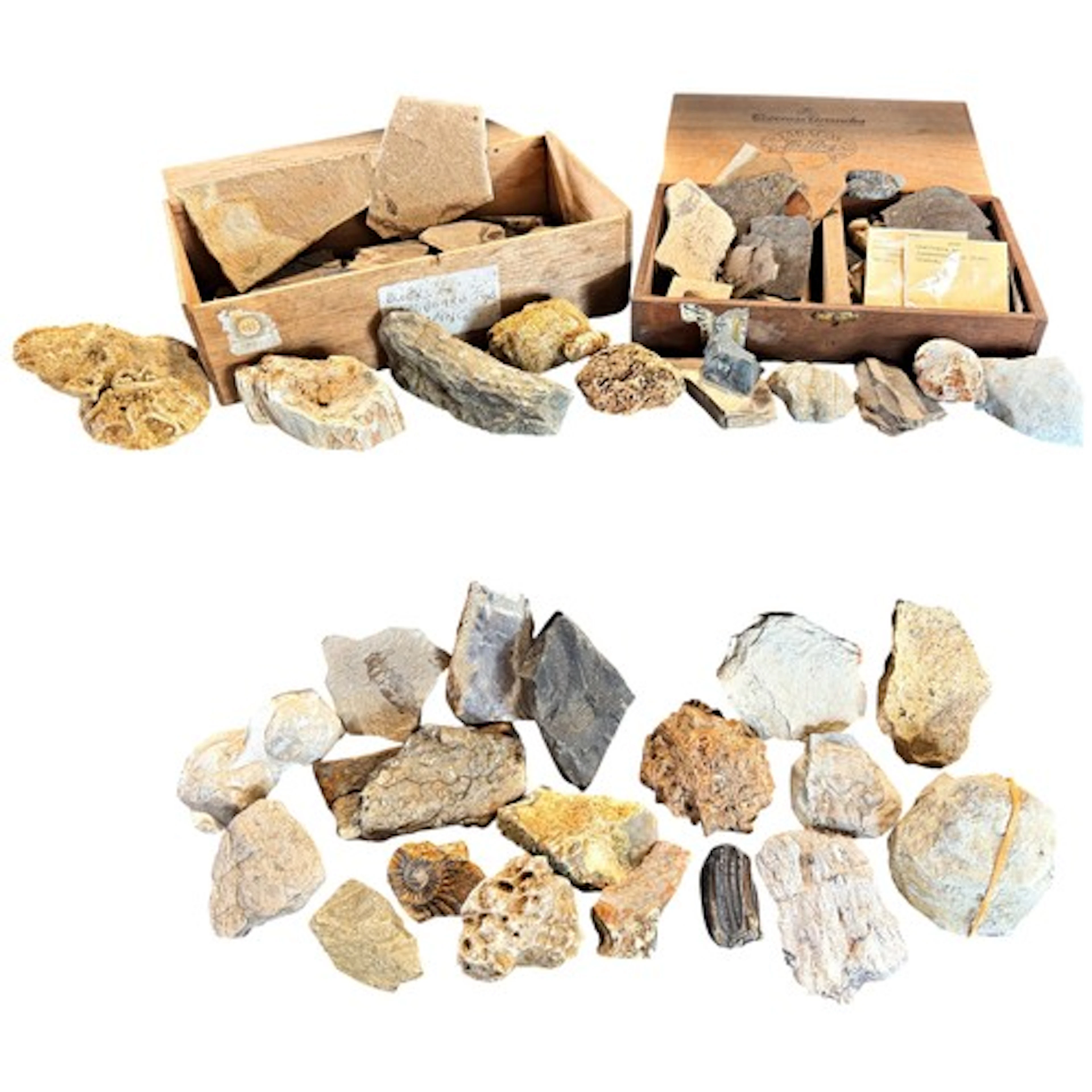 Science interest; a collection of various fossils/archaeolog...