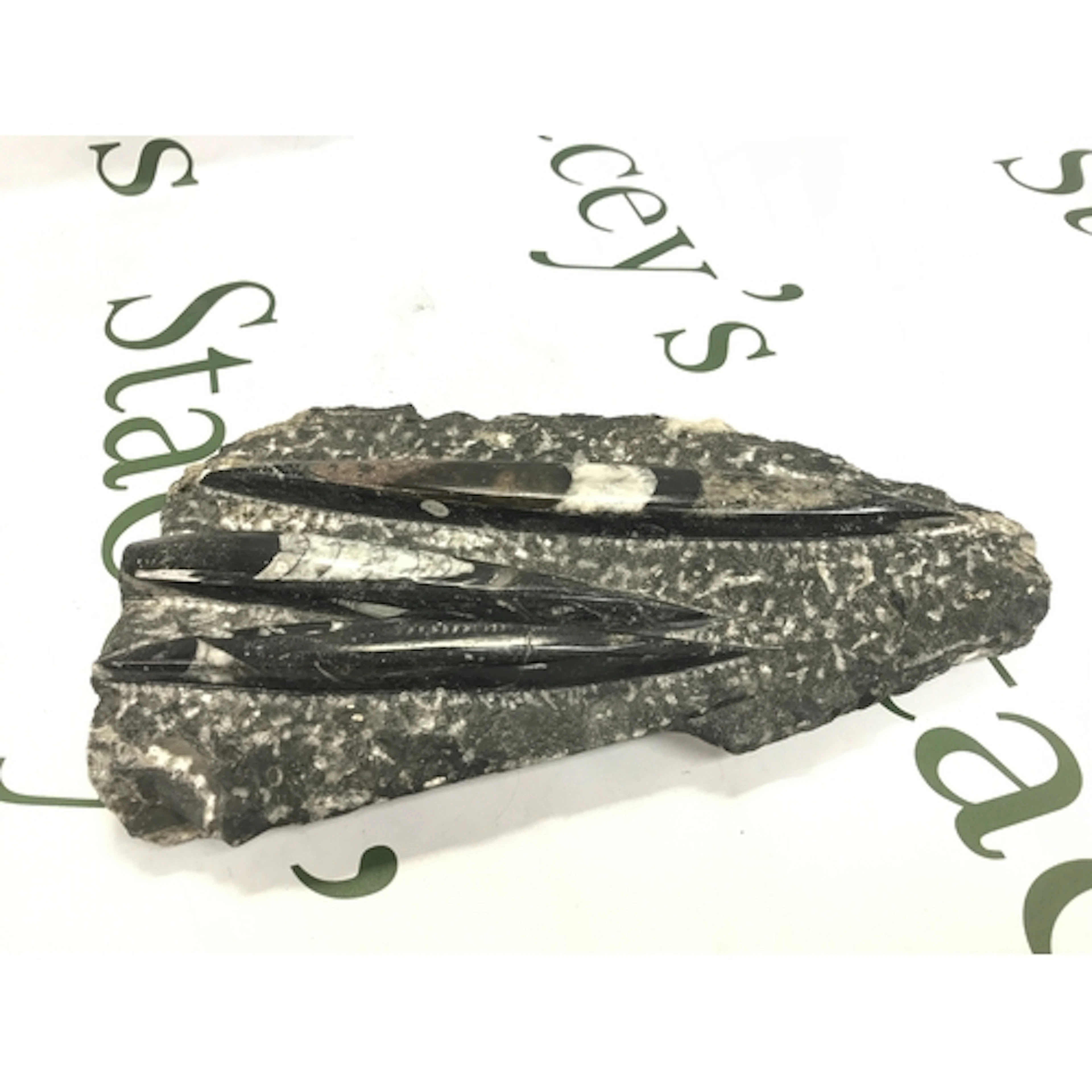 An antique fossil from UK west coast shores, 25cm long