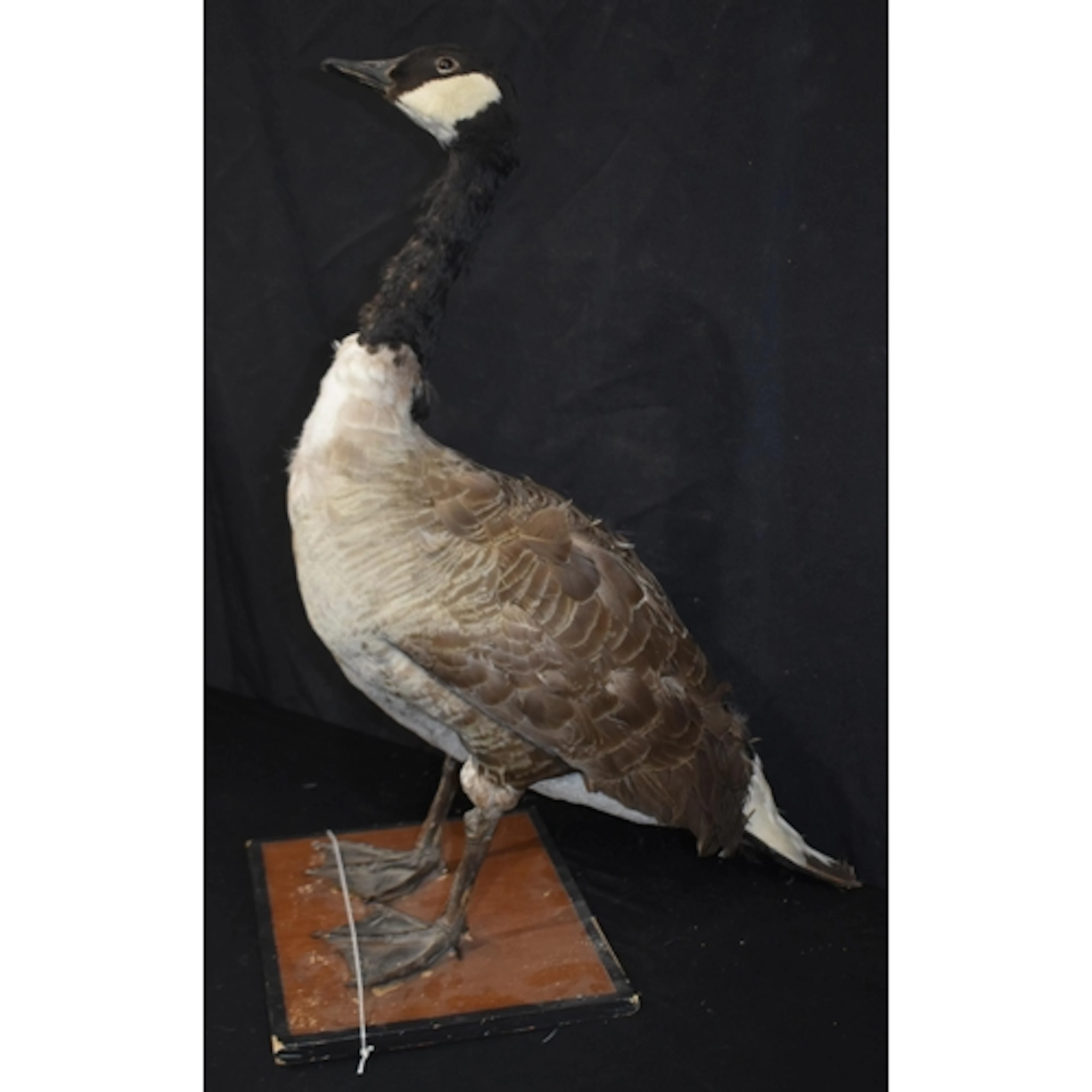 A Taxidermy Canada Goose 71cm