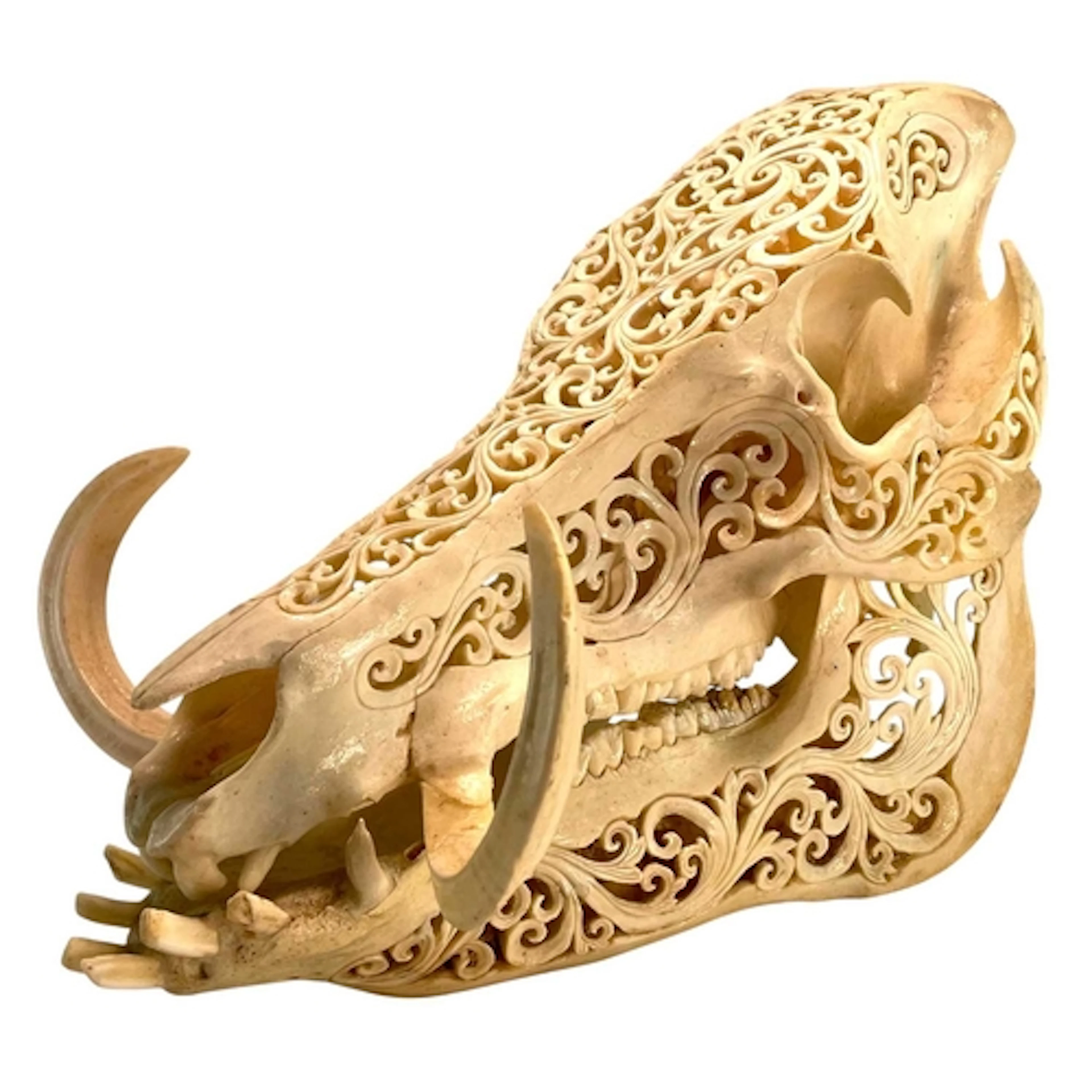 A 20th century Indonesian heavily carved Boar skull. The two...