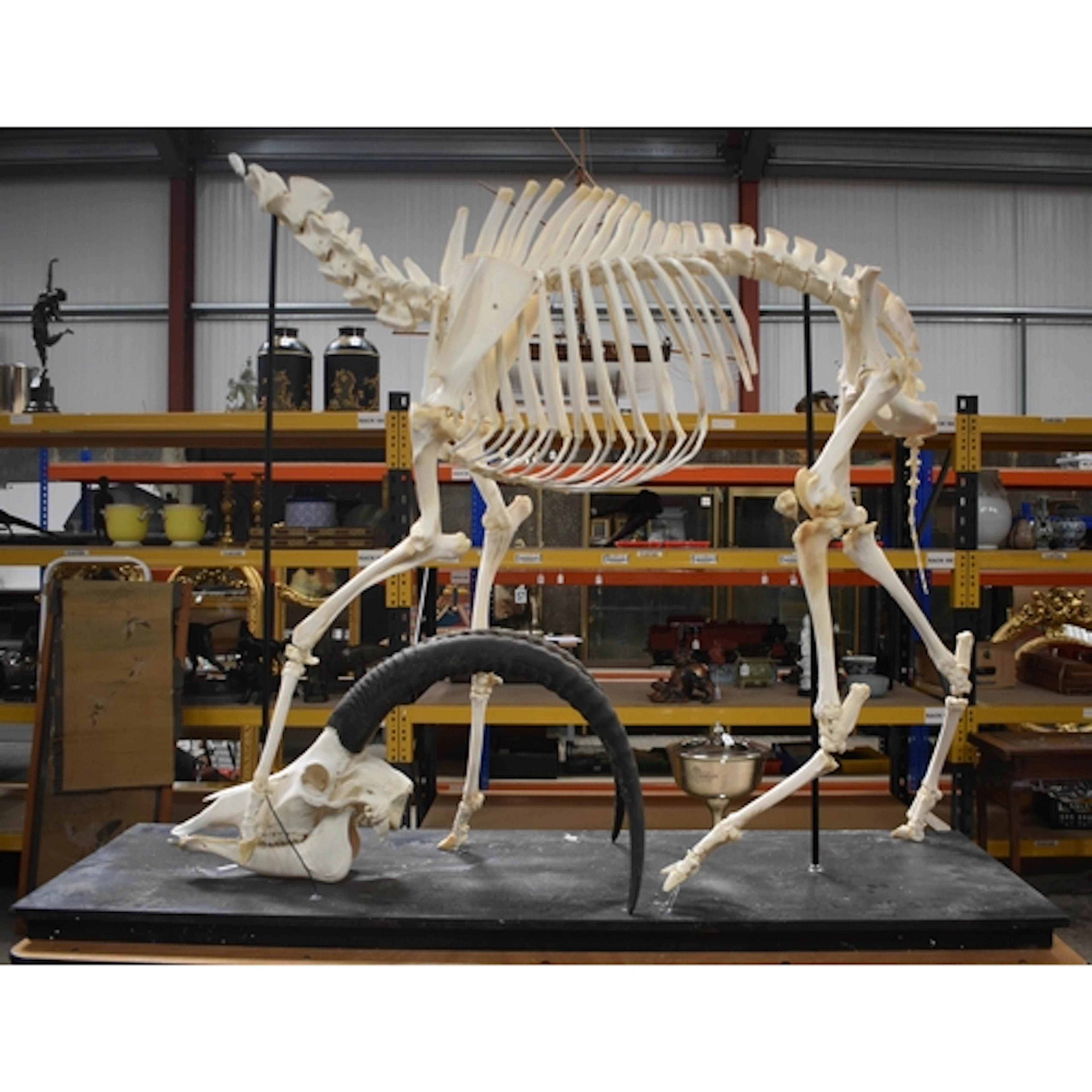 A huge Skeleton of a male Sable Antelope formerly part of th...