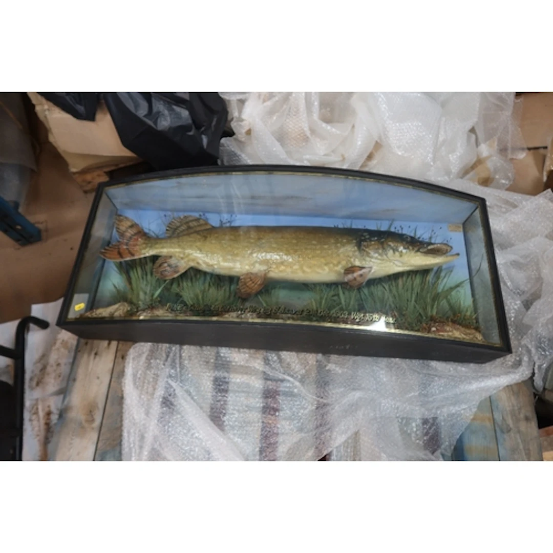 Stuffed Pike by Homer