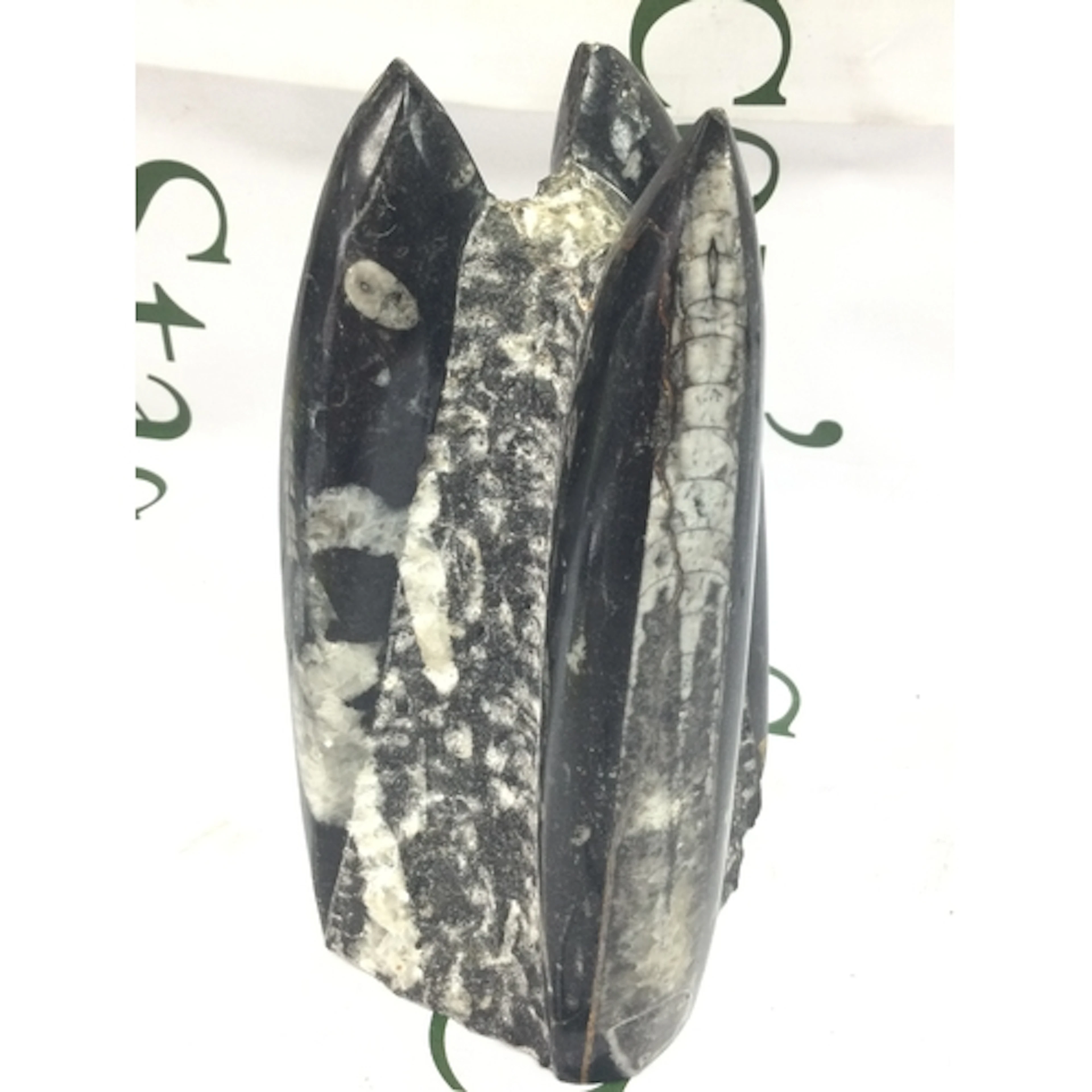 A fossil from UK West coast shores , 17cm tall