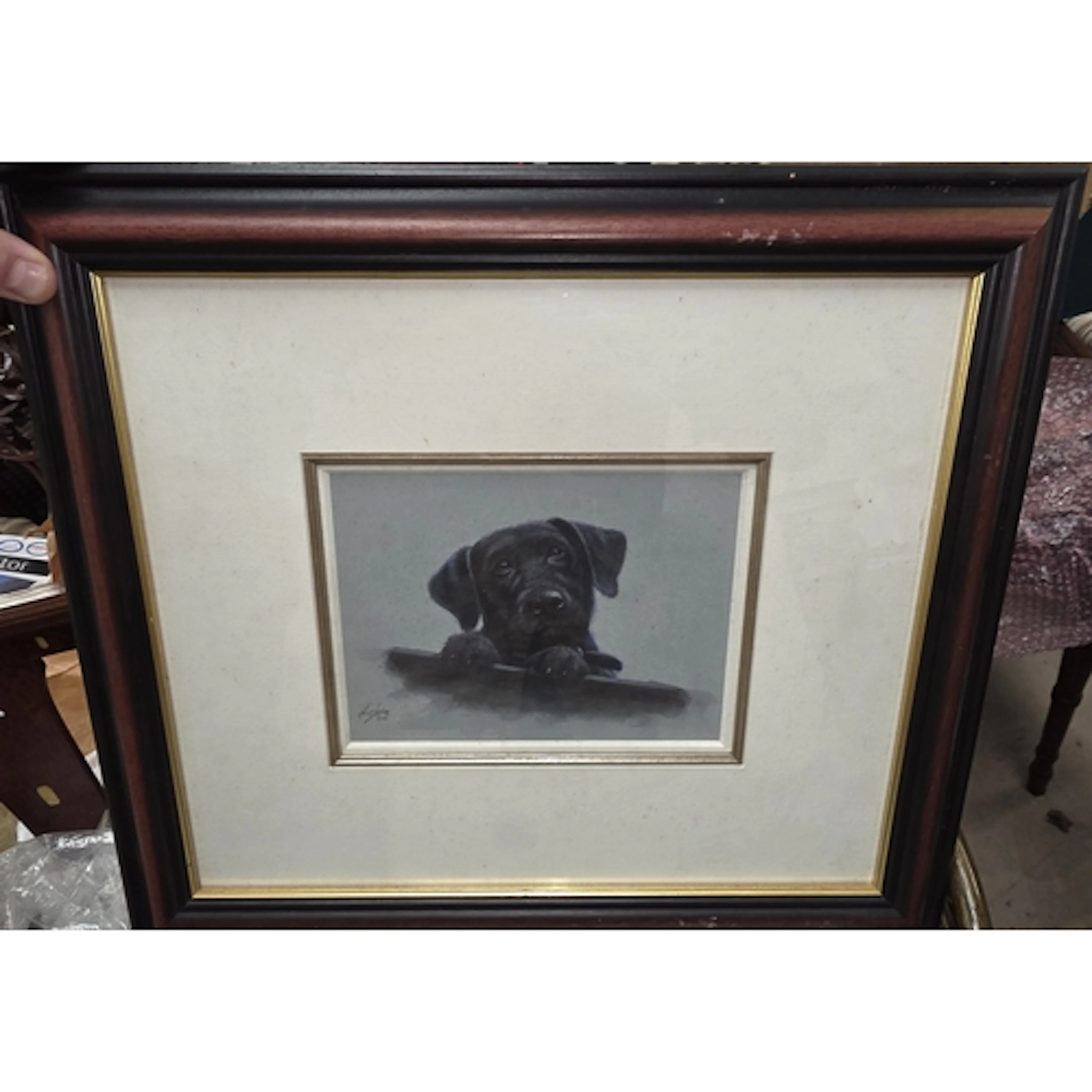 John Silver, original watercolour of a Labrador, signed and ...
