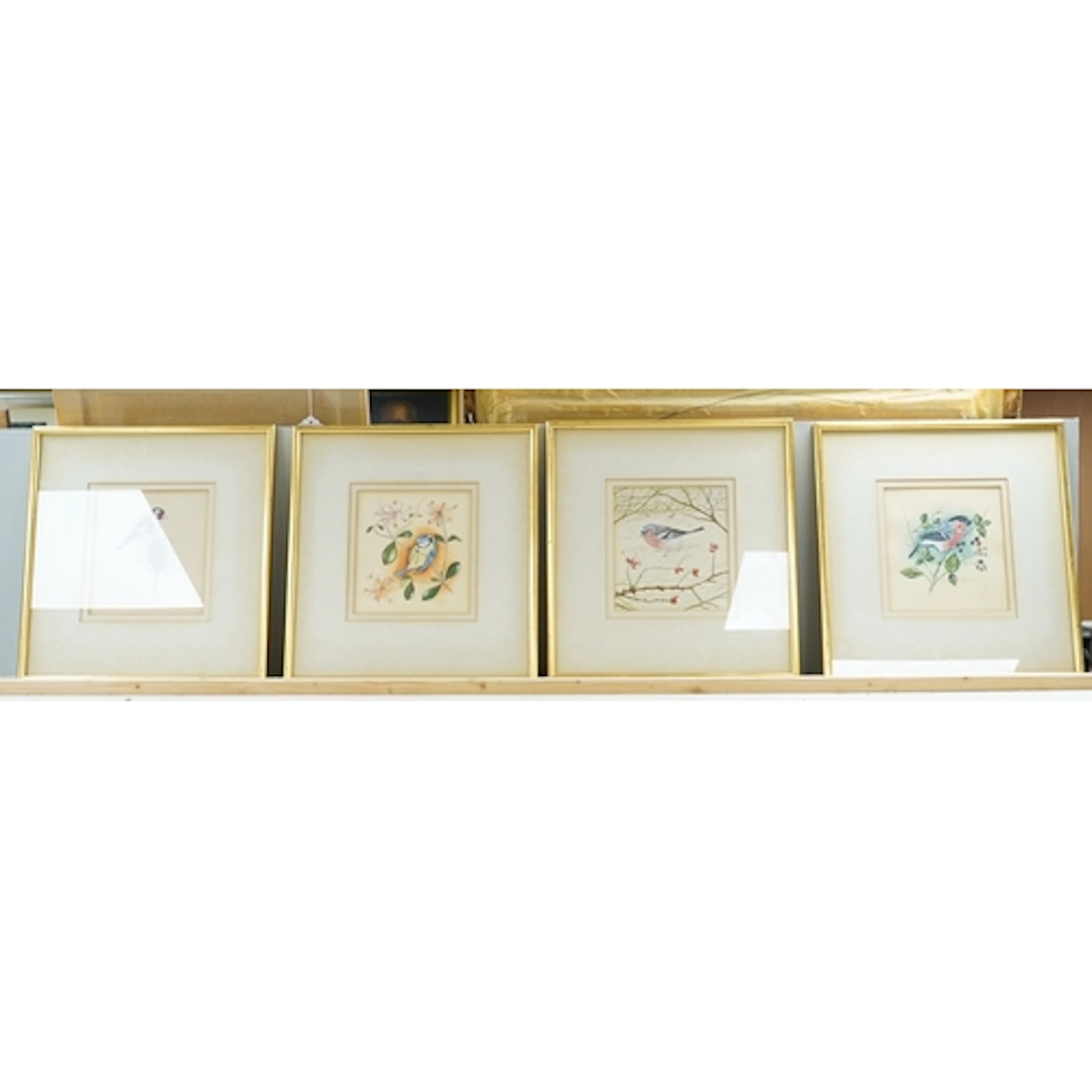 Stephen Thomas, studies of birds, each signed, a set of four...
