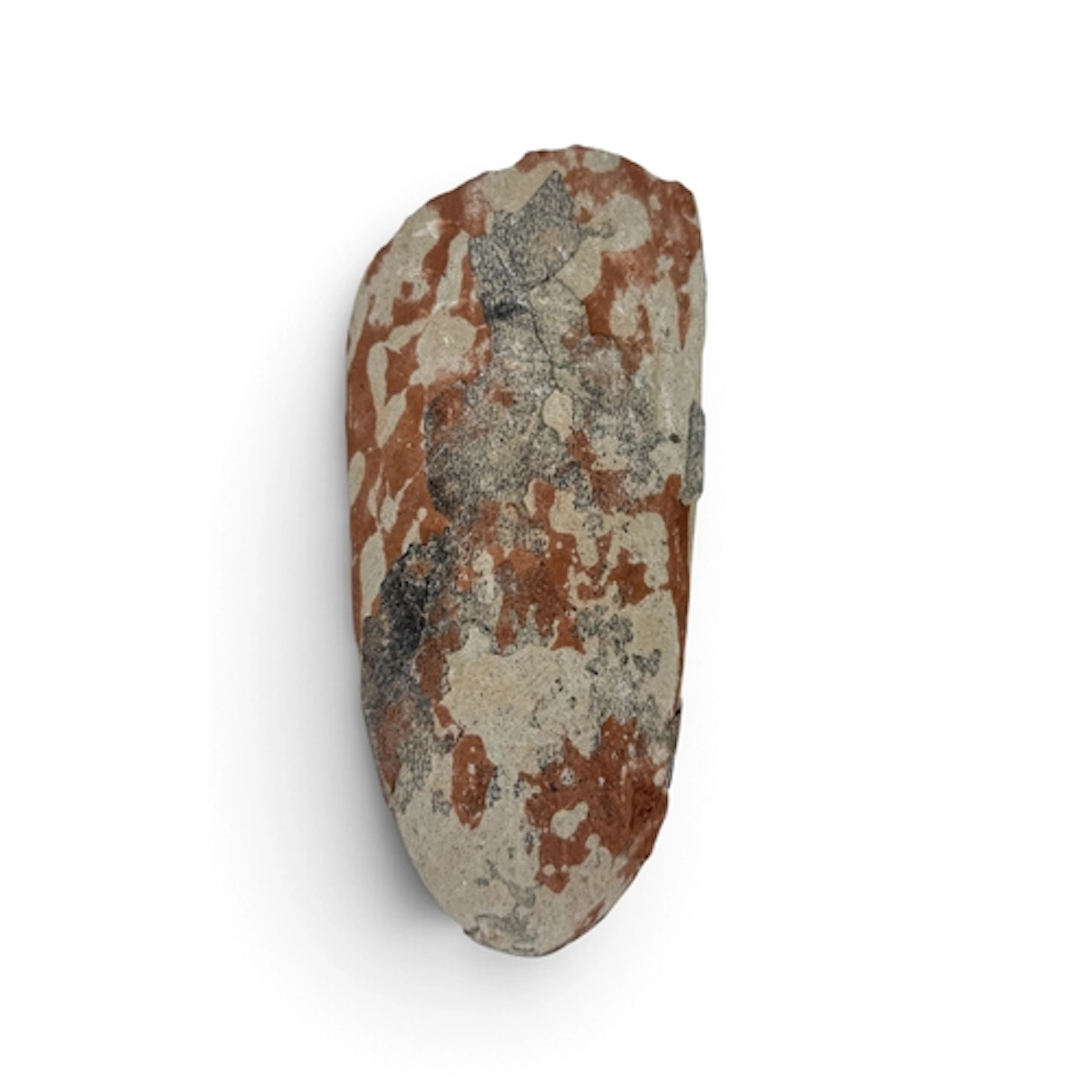 FOSSIL OVIRAPTOR EGG From the late Cretaceous period, 66 ...