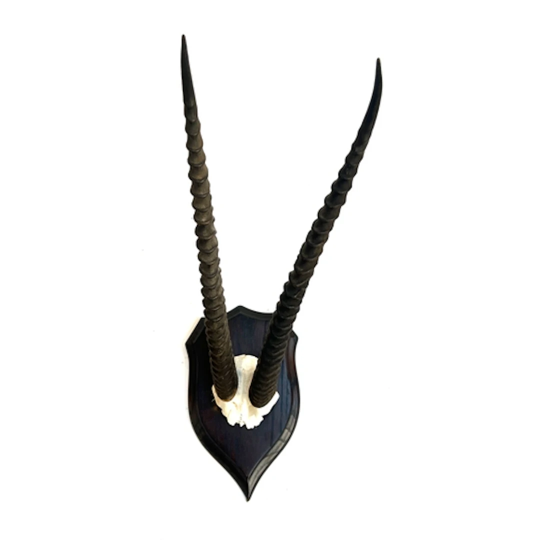 Taxidermy interest: an antelope half mount, modelled Roland ...