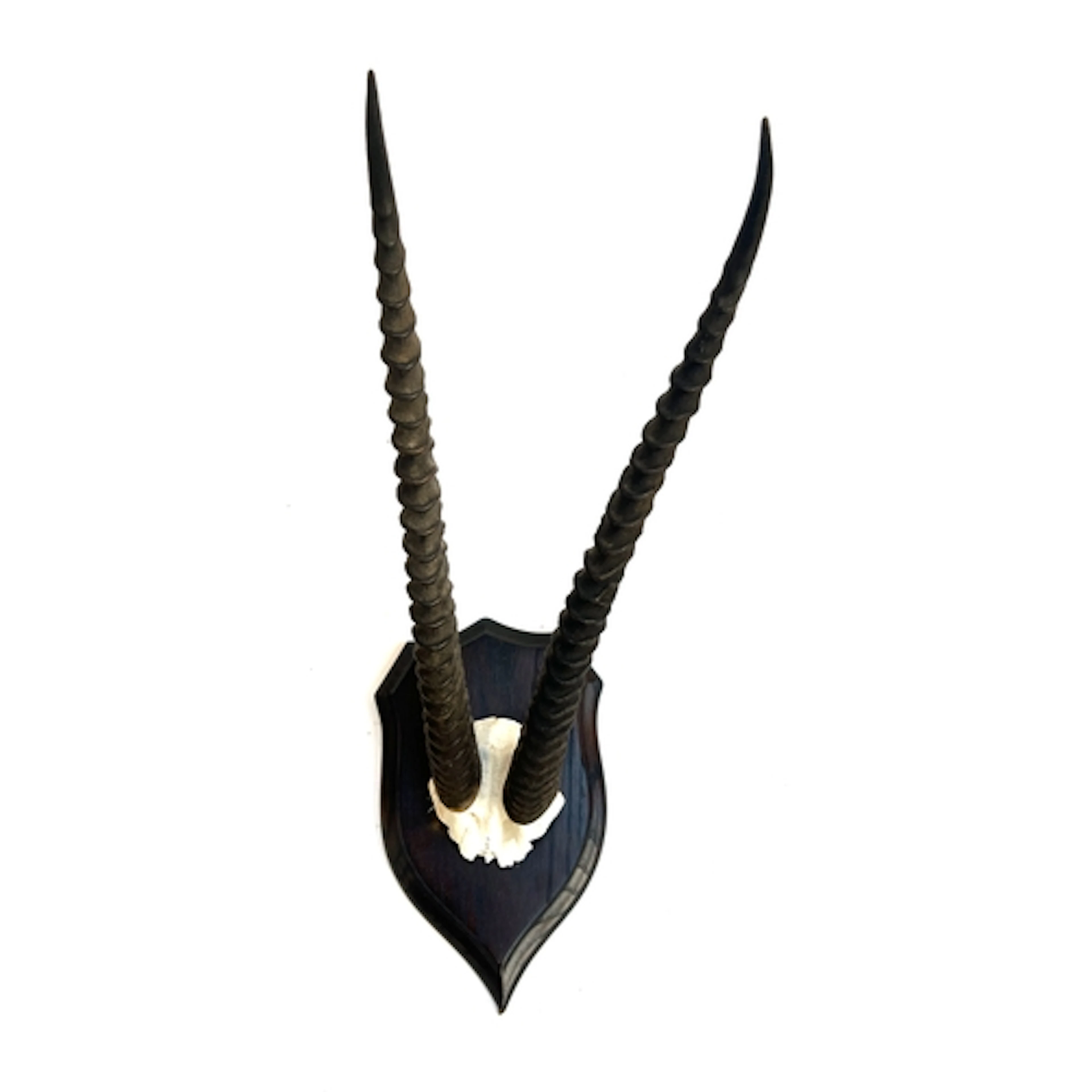 Taxidermy interest: an antelope half mount, modelled Roland ...