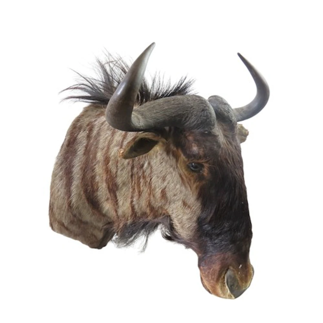 A TAXIDERMY AFRICAN BLUE WILDEBEAST Connochaetes Taurinus 6...