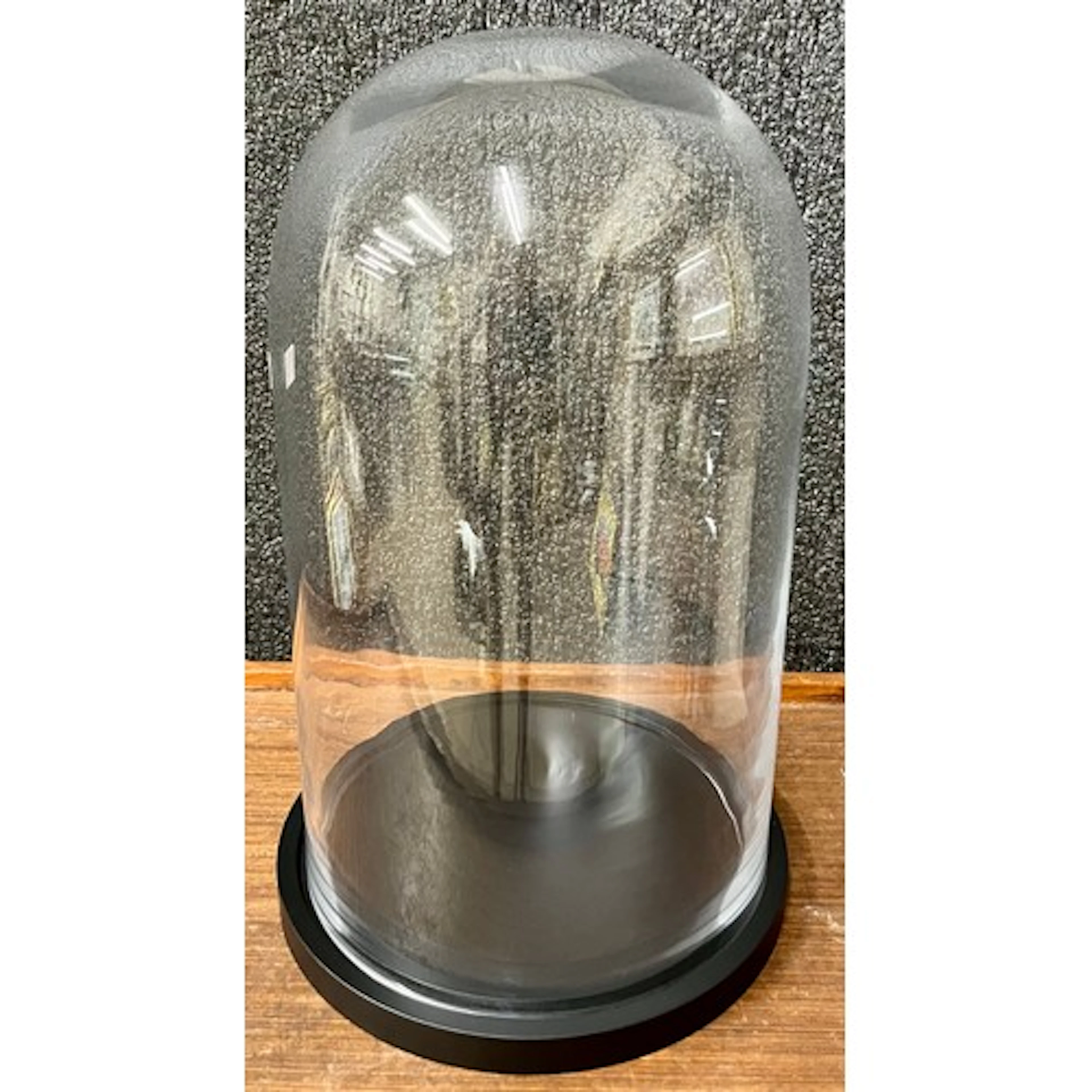 A Victorian style glass display dome on an ebonised stand