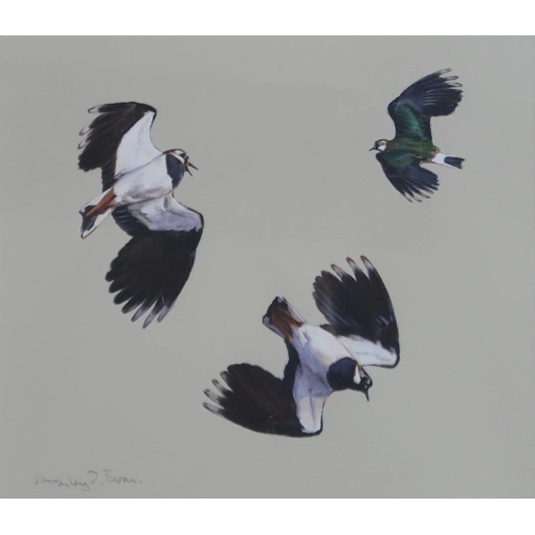 ASHLEY BOON (BRITISH b.1959) LAPWINGS Gouache, s...