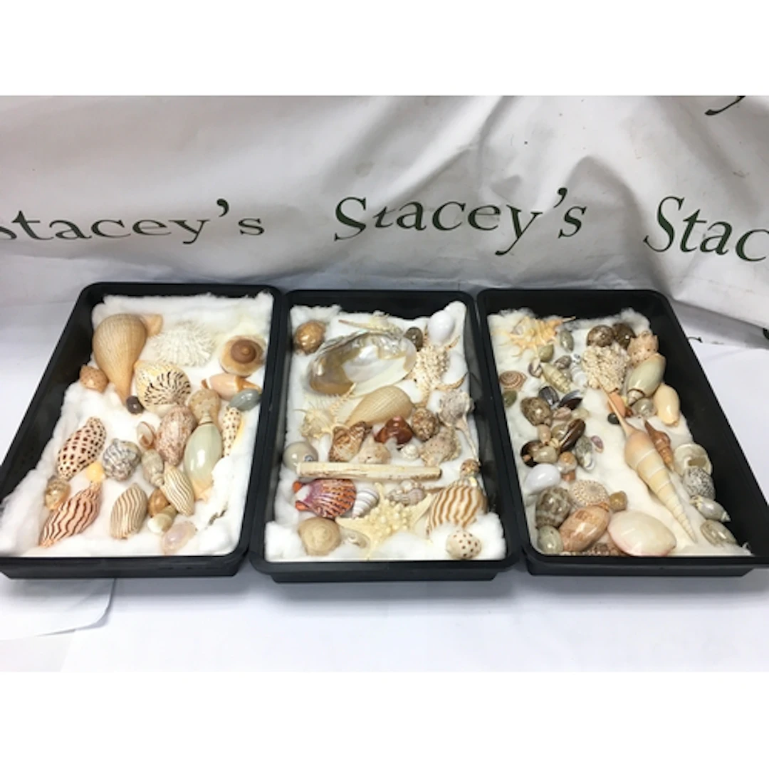 assorted collection of natural sea shells, mother-of-pearl m...