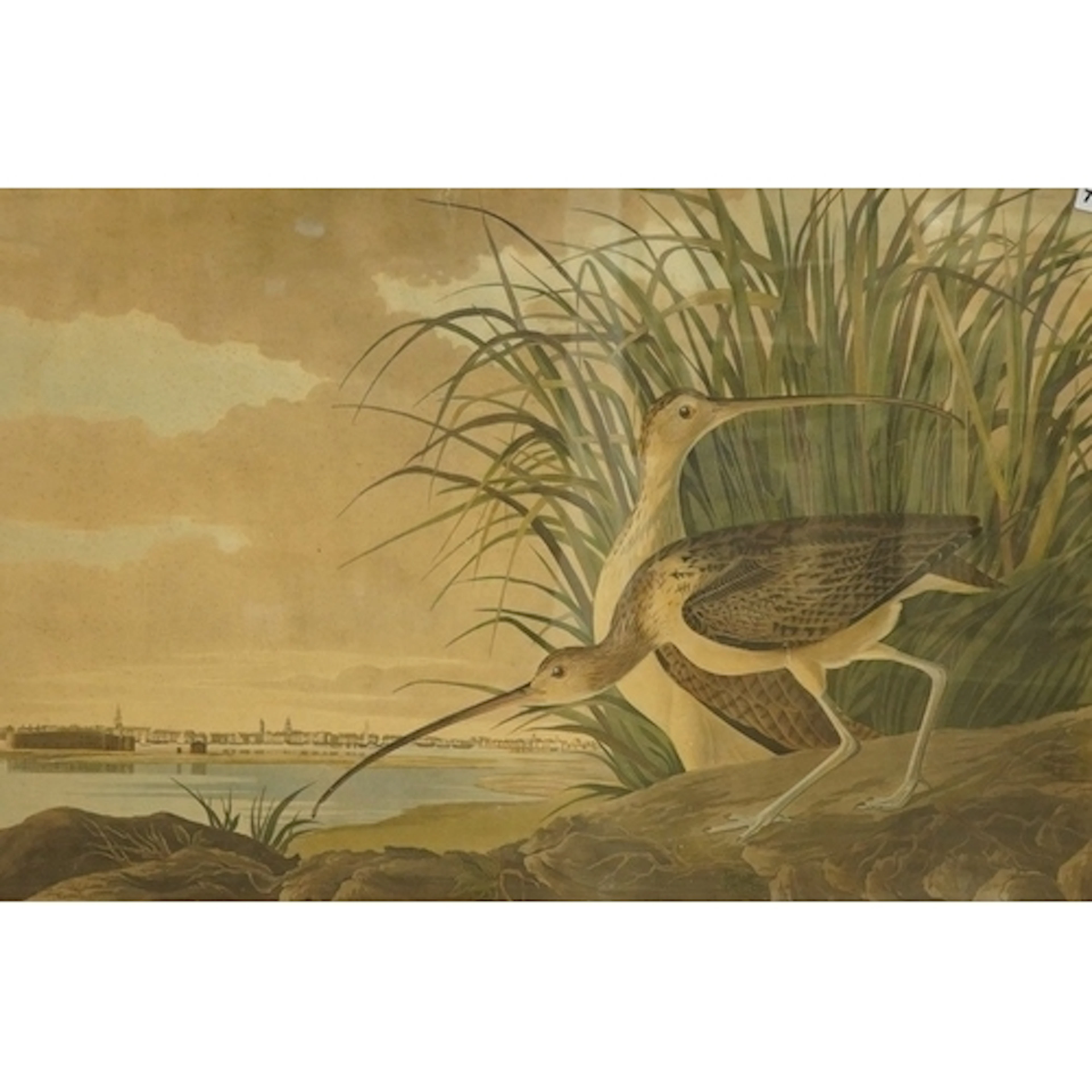 After John James Audubon, 'Long Billed Curlew', engraved pri...