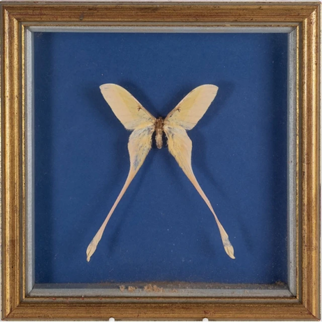 A cased Chinese Moon Moth/Long tailed Silk moth specimen, to...