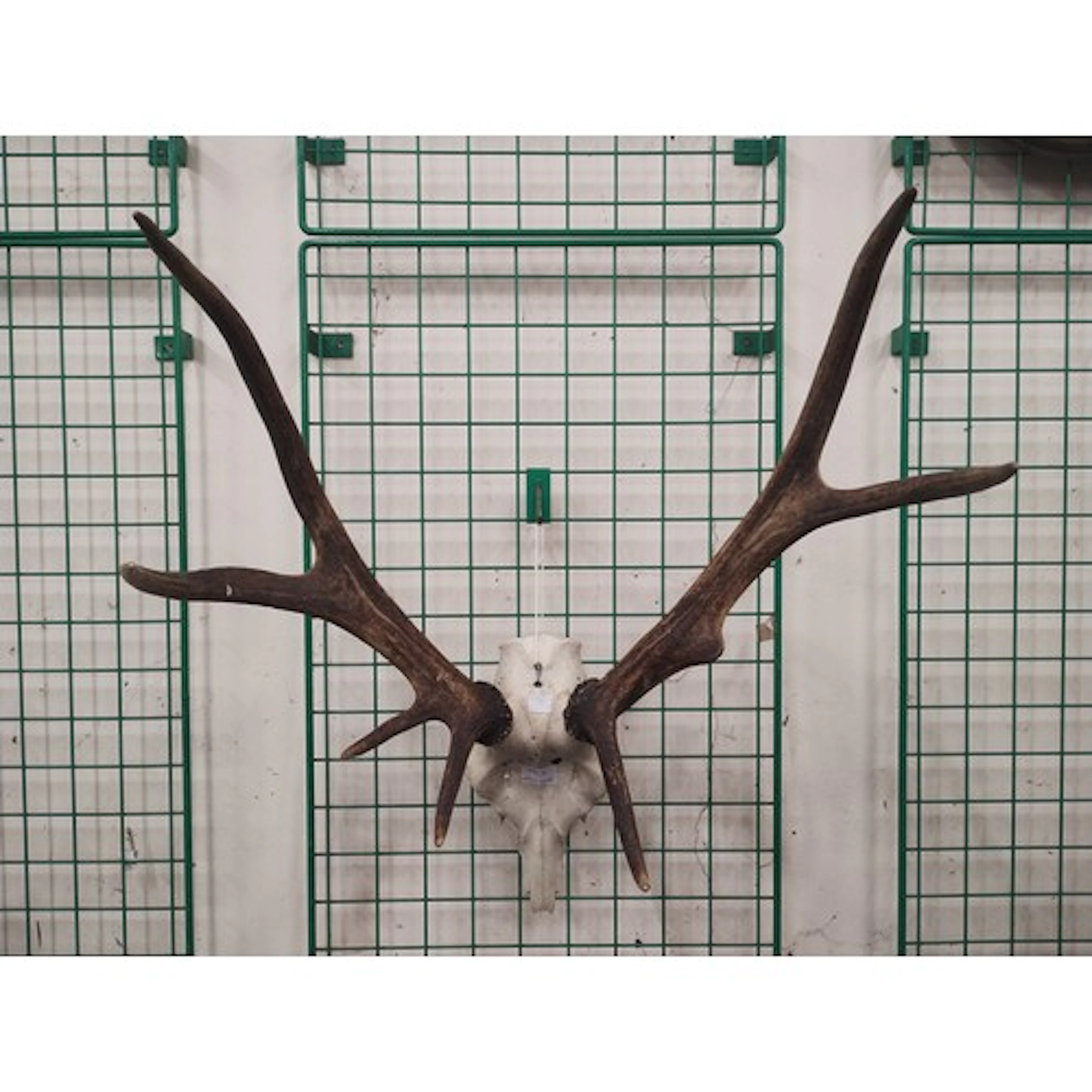 A pair of deer antlers and skull