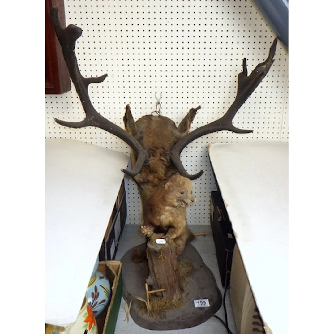 A Taxidermy deer & a weasel AF (2)