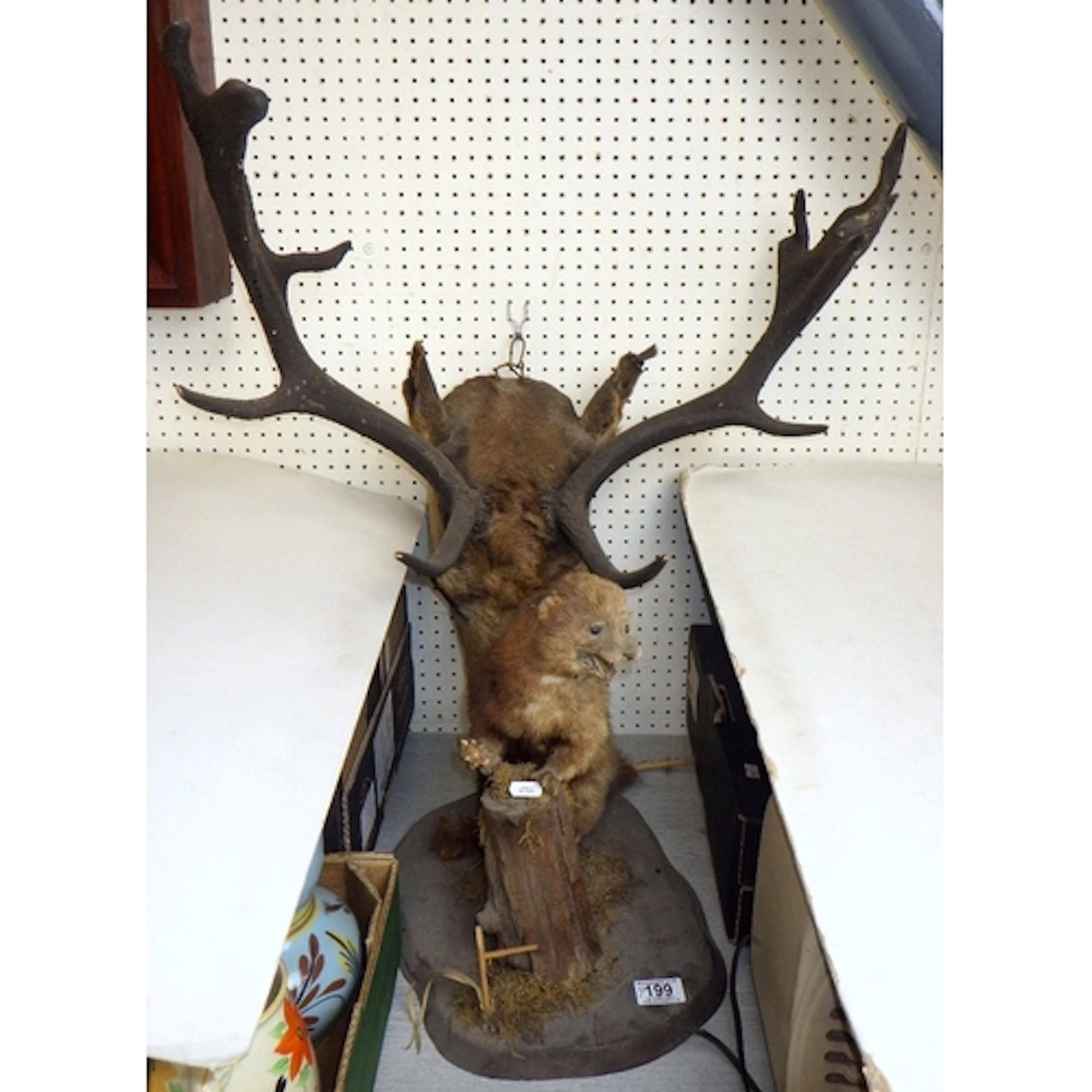 A Taxidermy deer & a weasel AF (2)