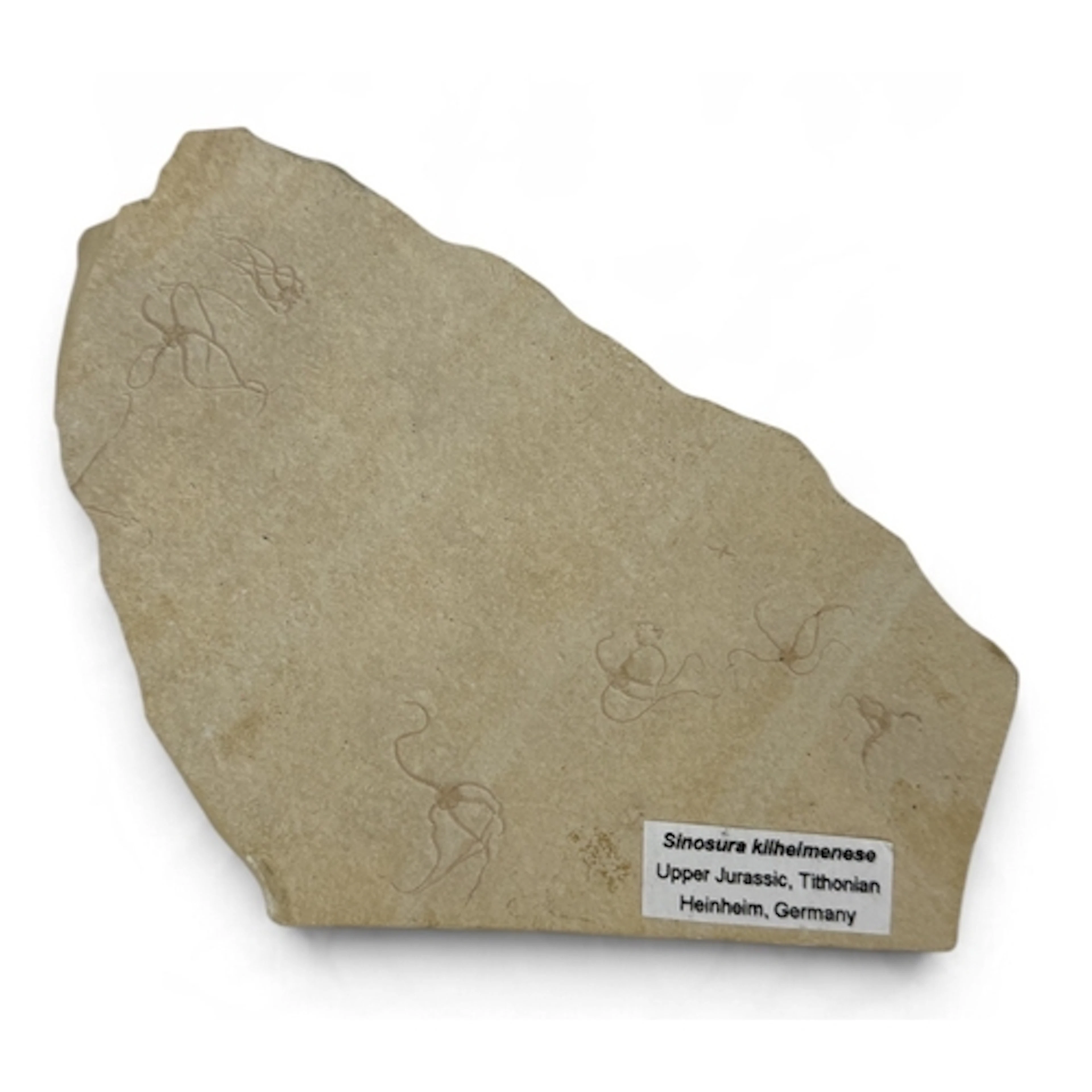 A FOSSIL BRITTLESTAR MASS MORTALITY From a renowned German l...