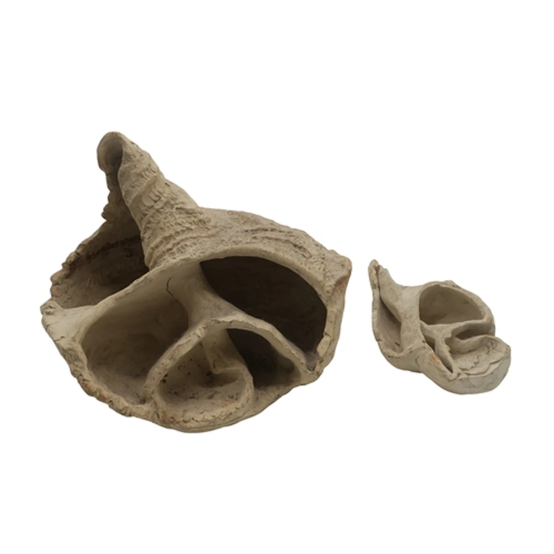 ANTHEA LEWIS RSW (SCOTTISH b.1948) SHELLS Clay, ...