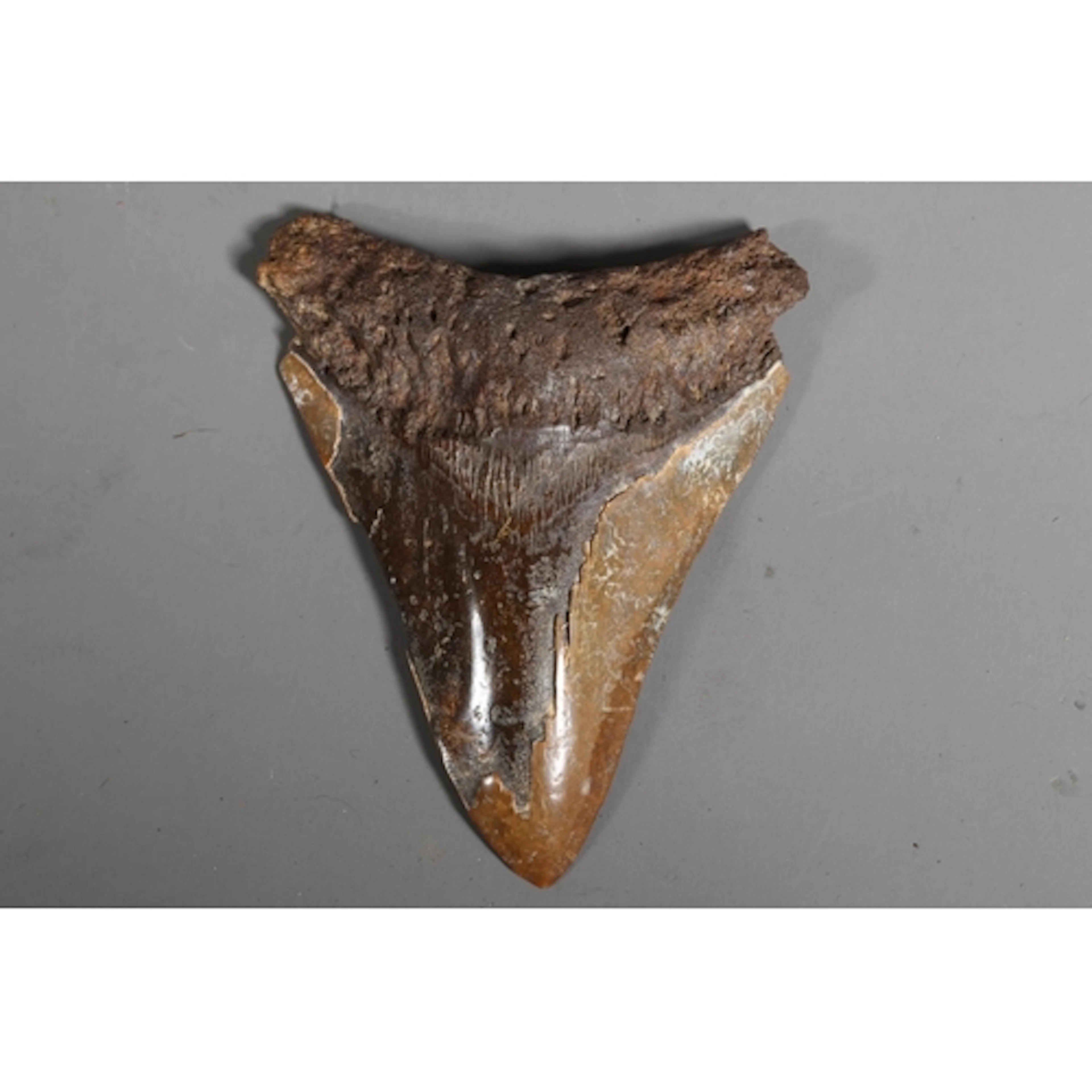 Taxidermy and Natural History interest, a fossilized to...