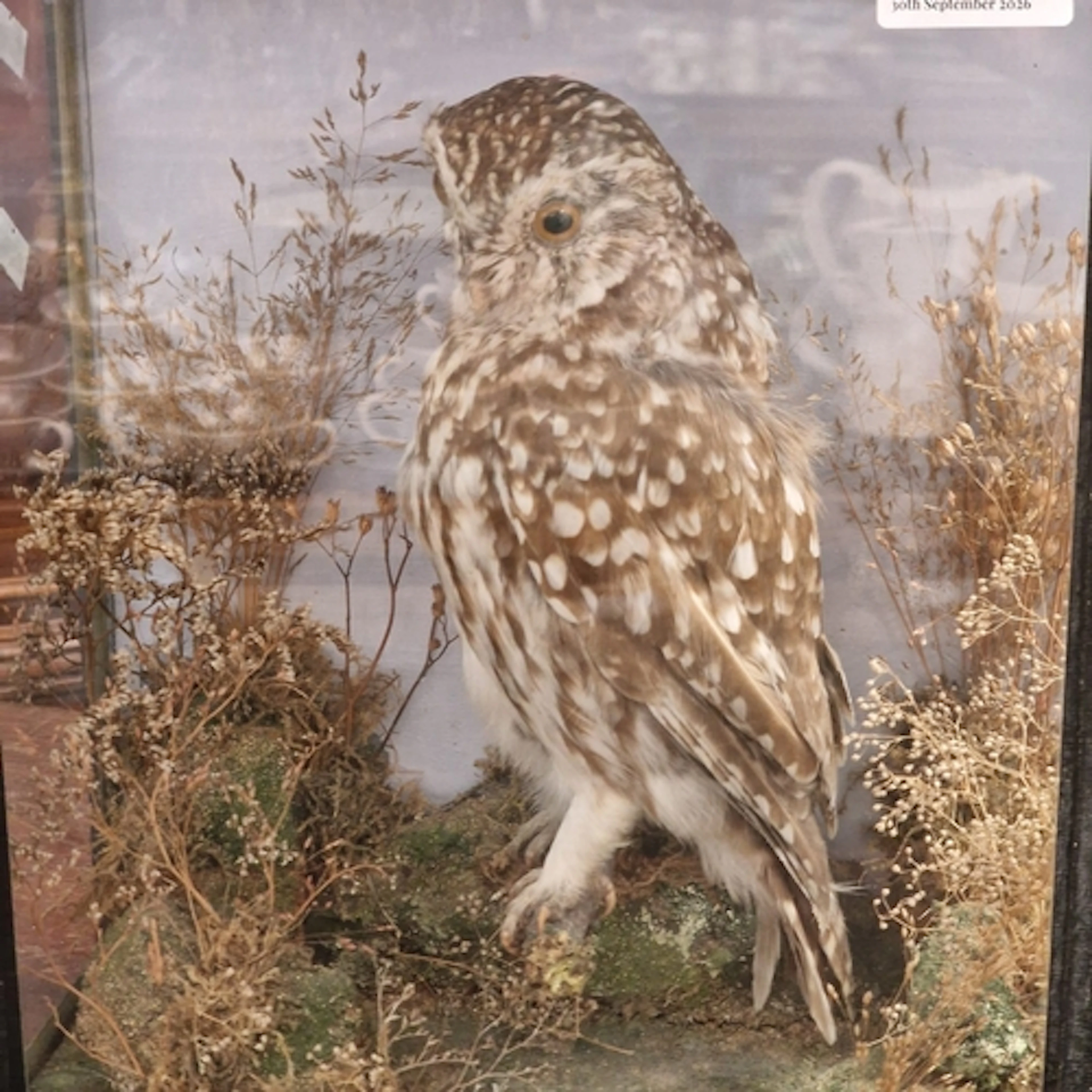 Taxidermy - Cased specimen Little Owl perched amongst foliag...