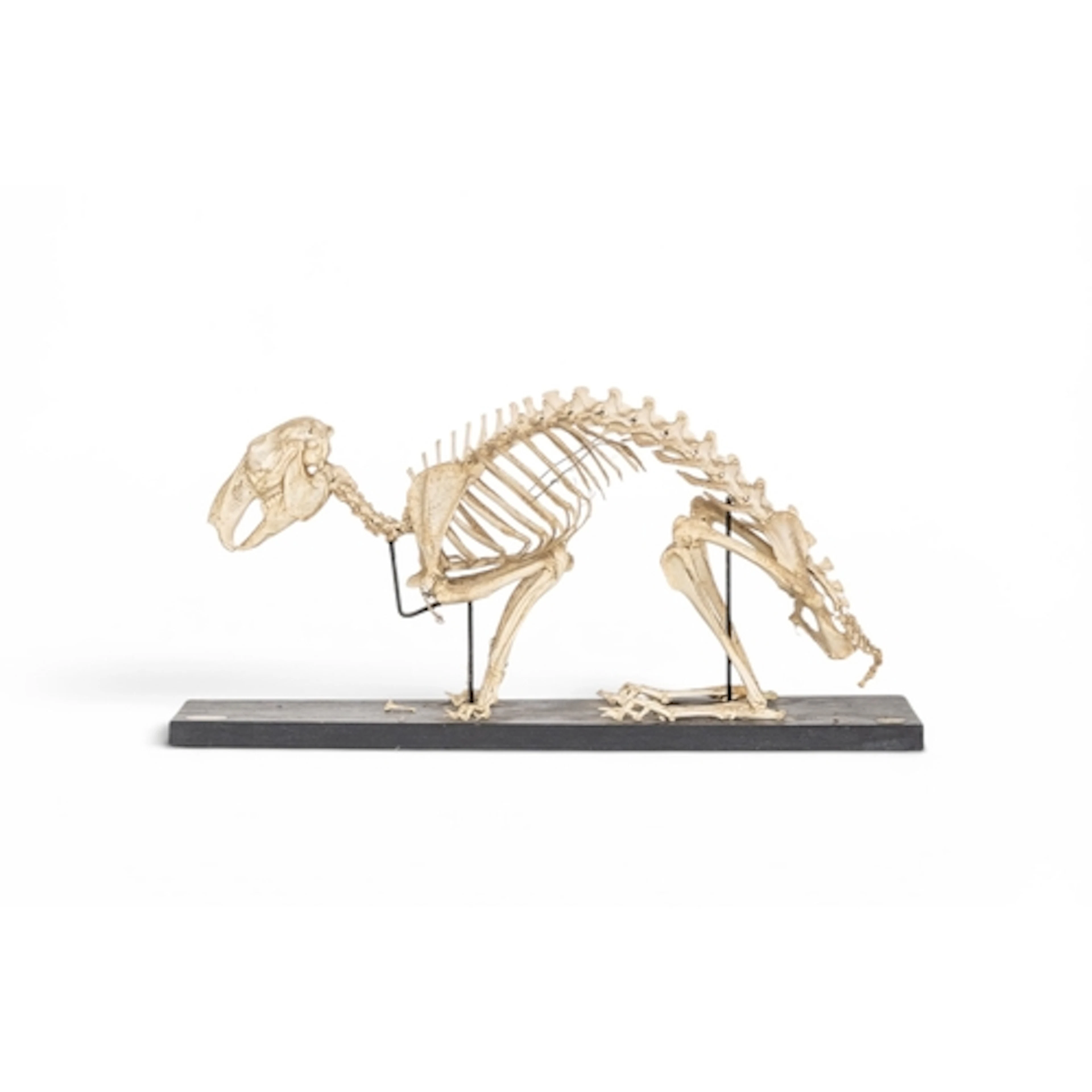 T.GERRARD & CO: AN EDWARDIAN TAXIDERMY SKELETON OF A HAR...