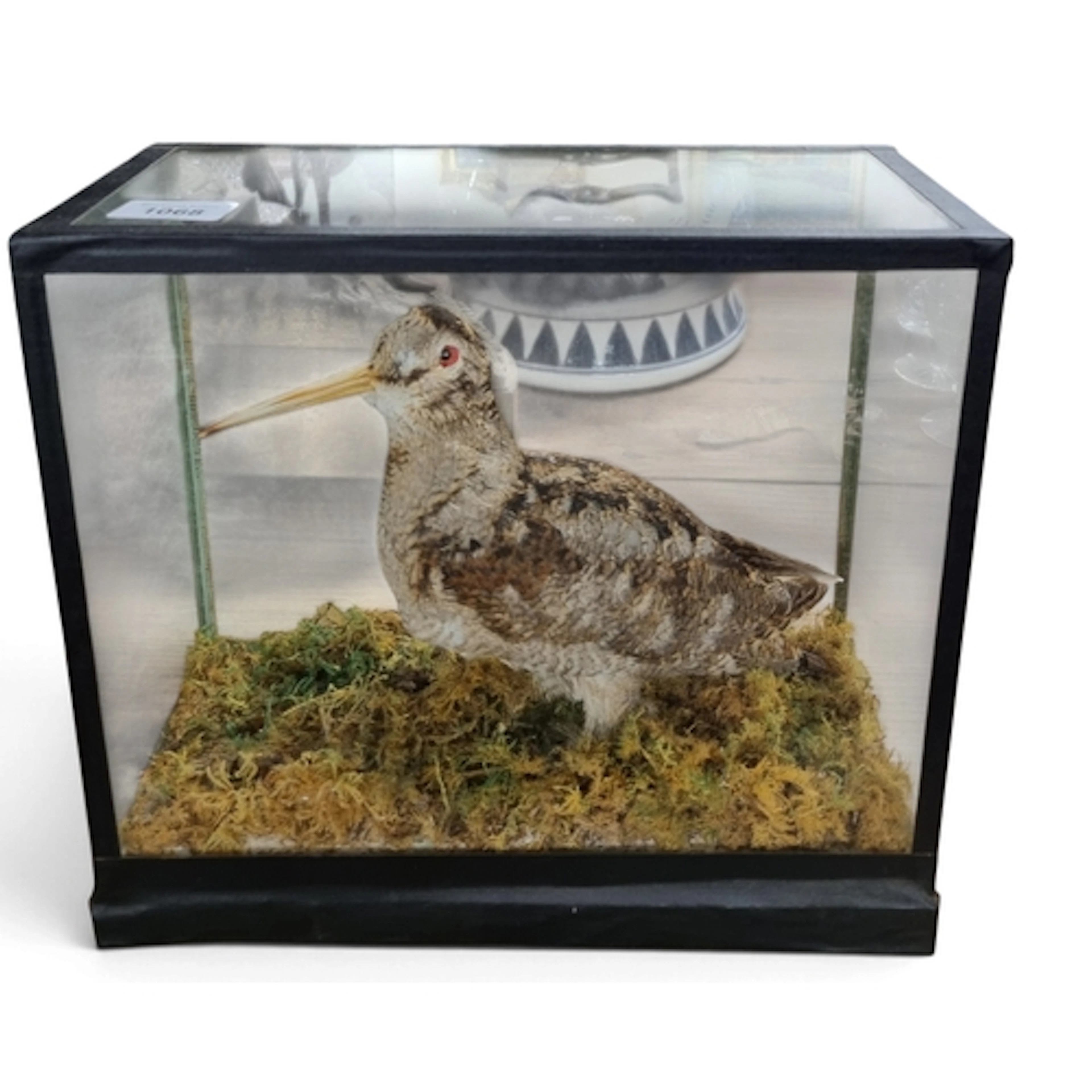 A really good cased Taxidermy of a European Woodcock in a na...