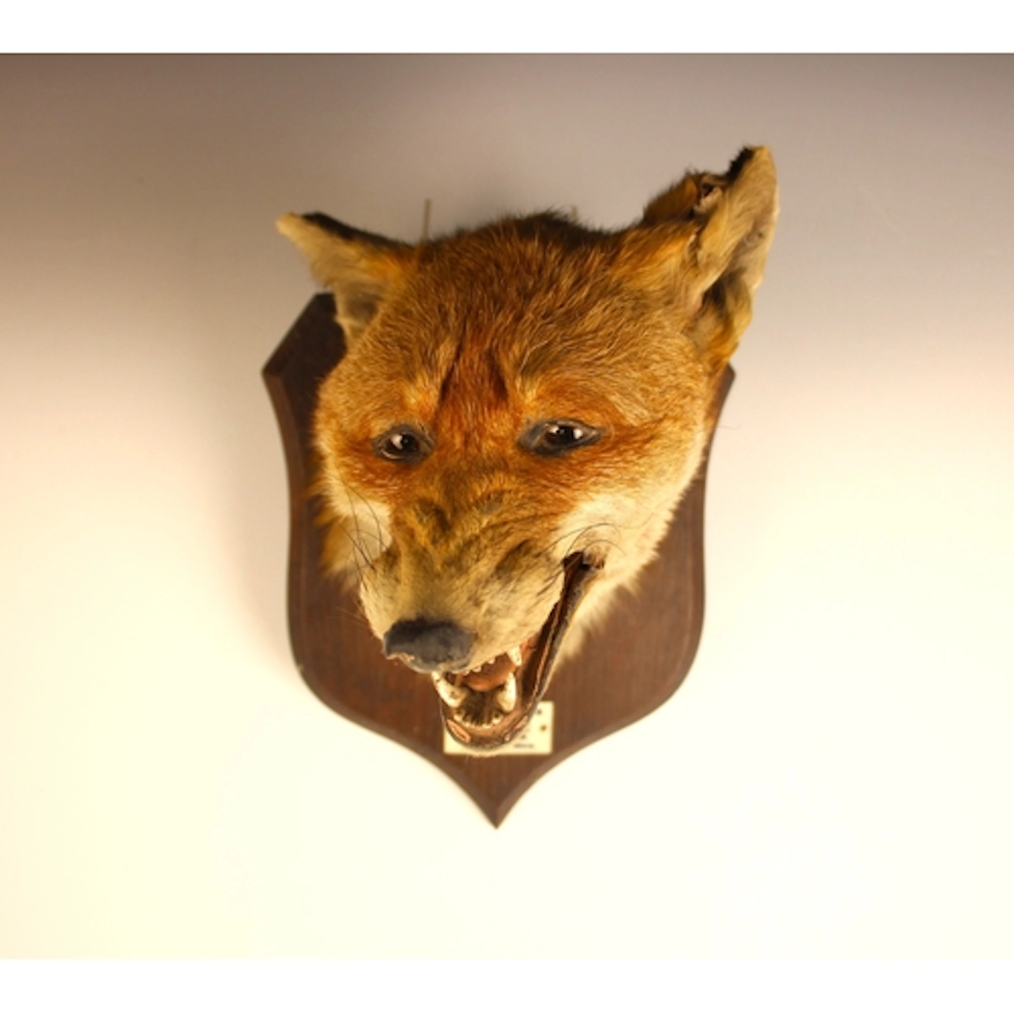 TAXIDERMY: A fox [Vulpes vulpes] mask mount by P. Spicer & S...
