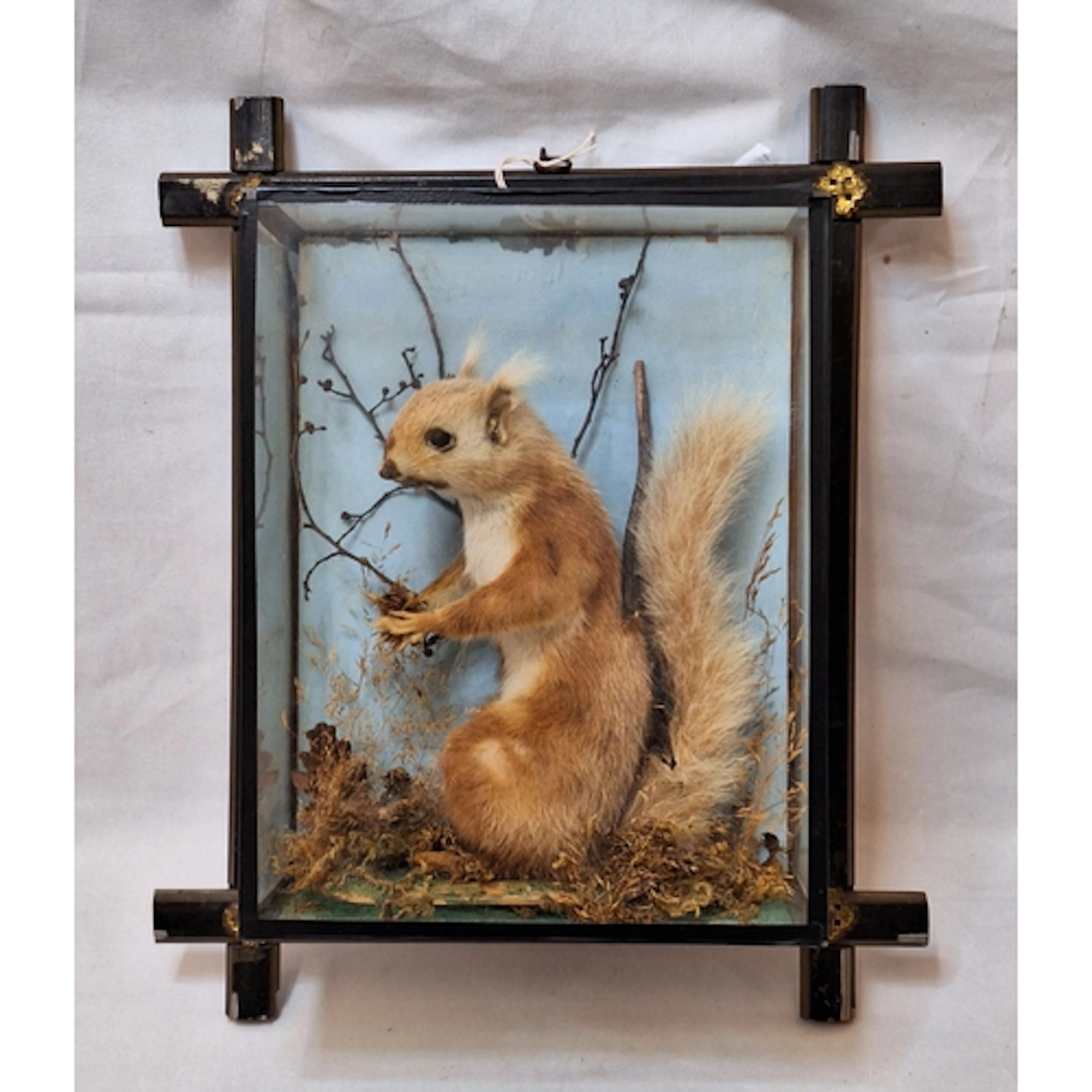Vintage Taxidermy Red Squirrel in glazed presentation case a...