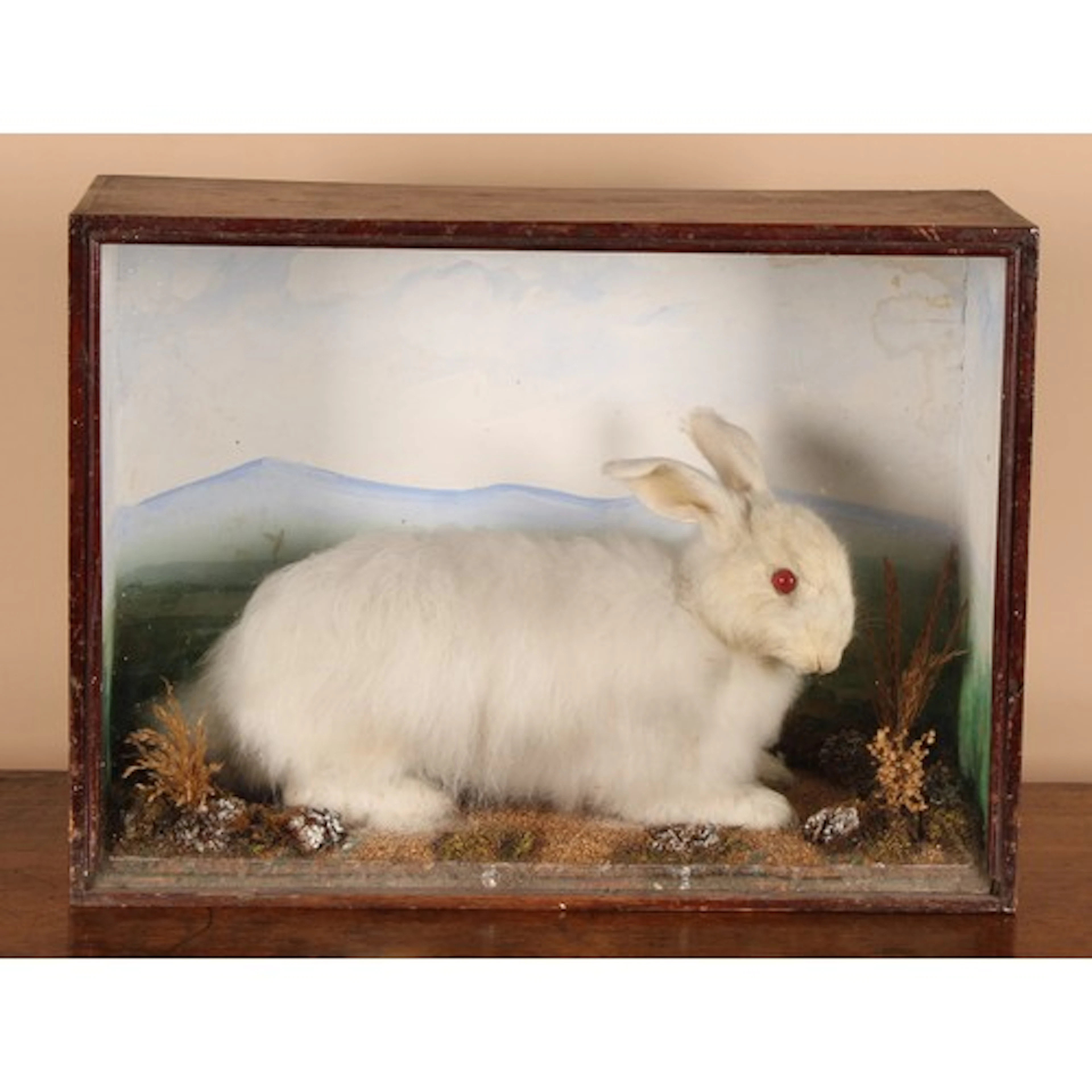 Taxidermy - an albino European rabbit (Oryctolagus cuniculus...