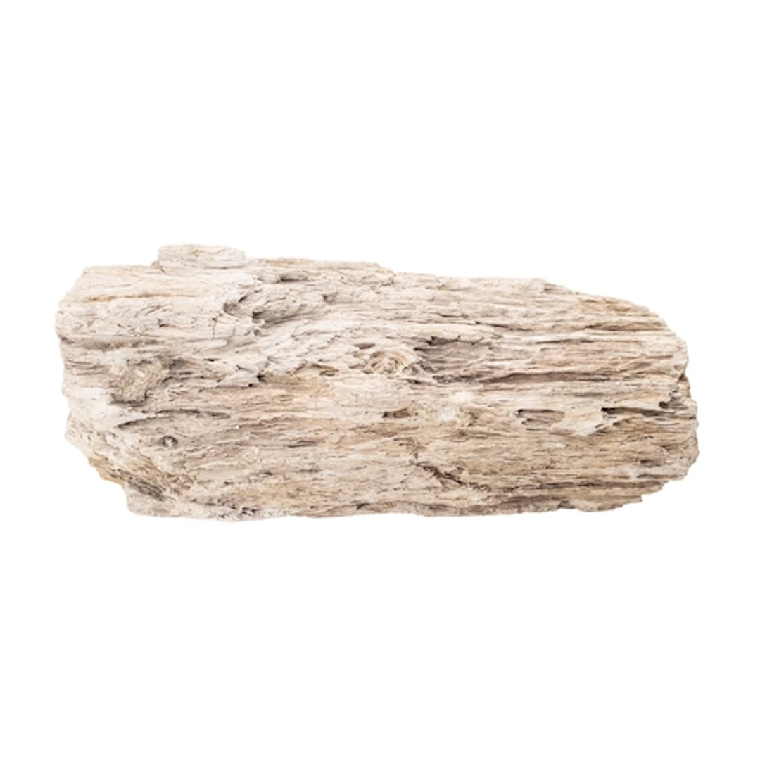 A fragment of prehistoric petrified tree trunk, with clearly...