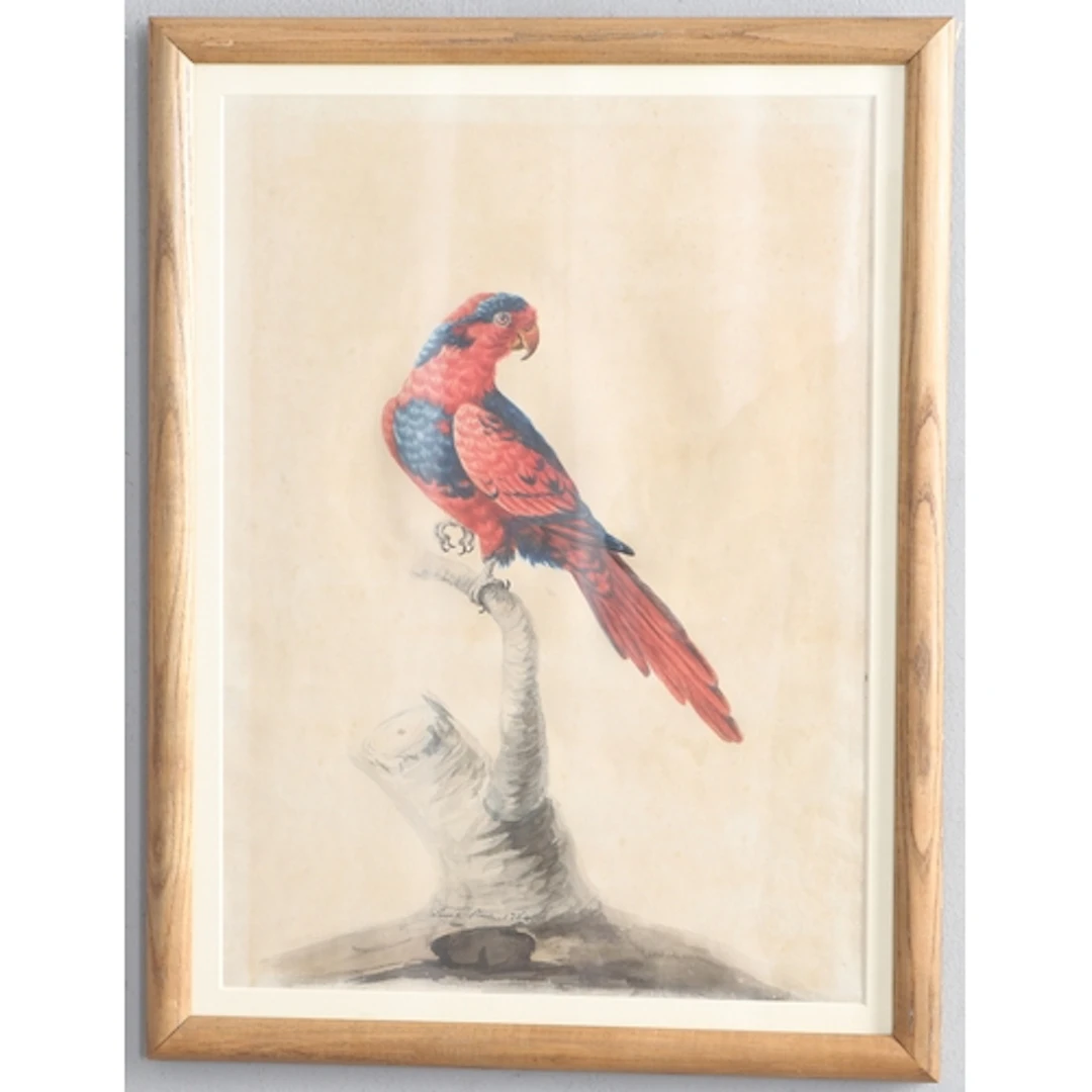 SARAH STONE (C.1760-1844). STUDY OF A PARROT ON A STUMP. Sig...