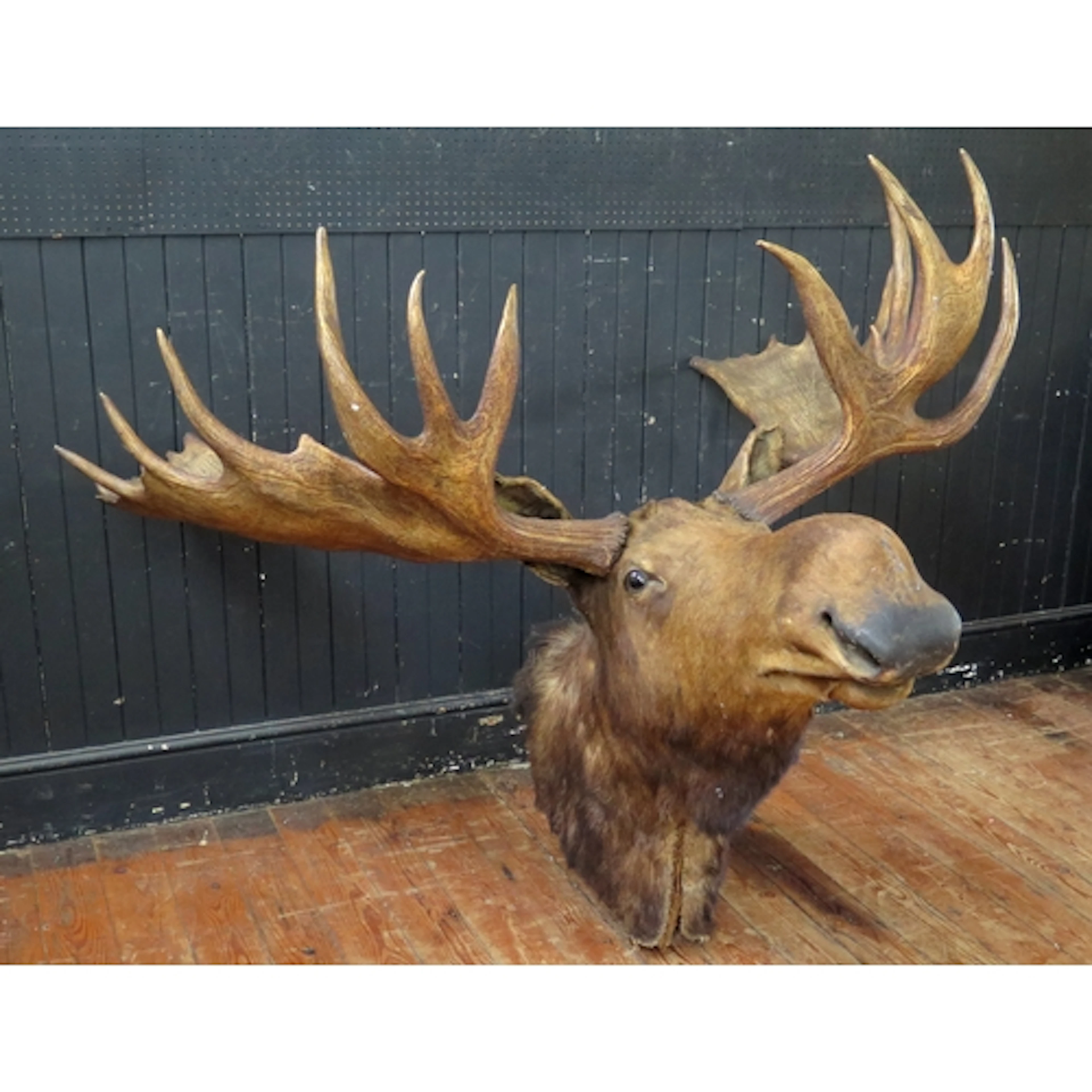 Taxidermy moose head with antlers, mounted on a shield shape...