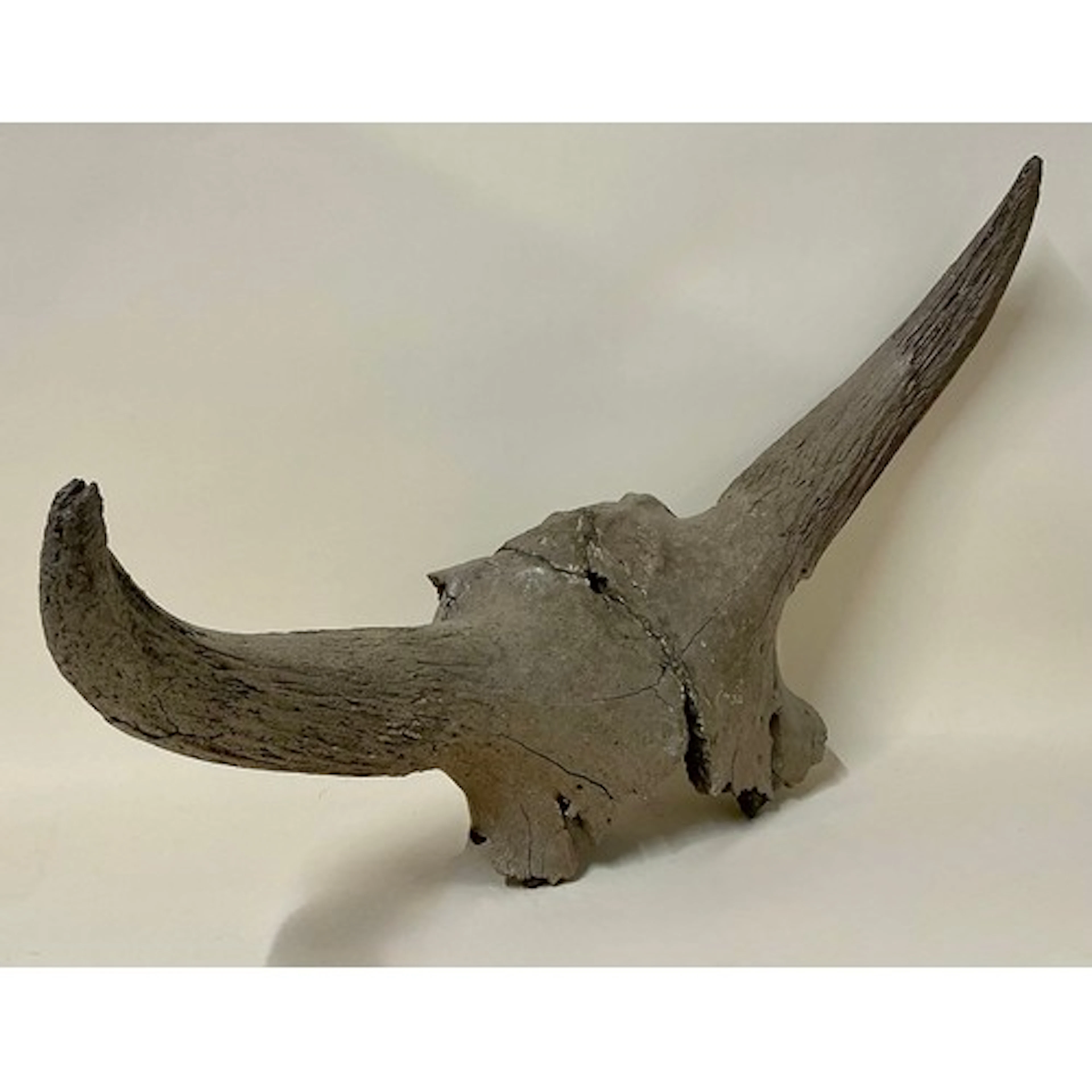 The Ice Age - a complete Devensian, Pleistocene Period Bison...