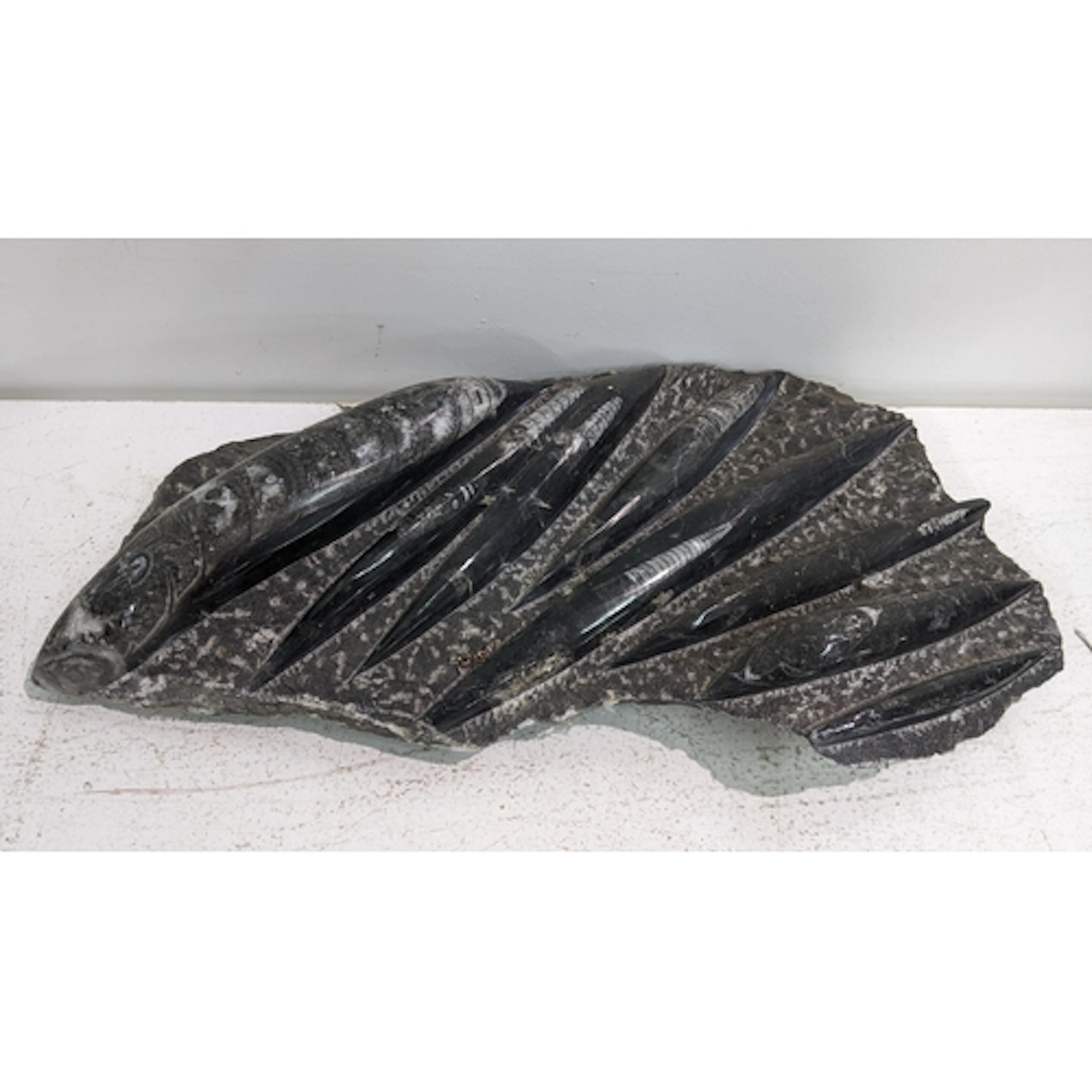 A polished Orthoceras fossil group, 36 x 19 Location: If the...