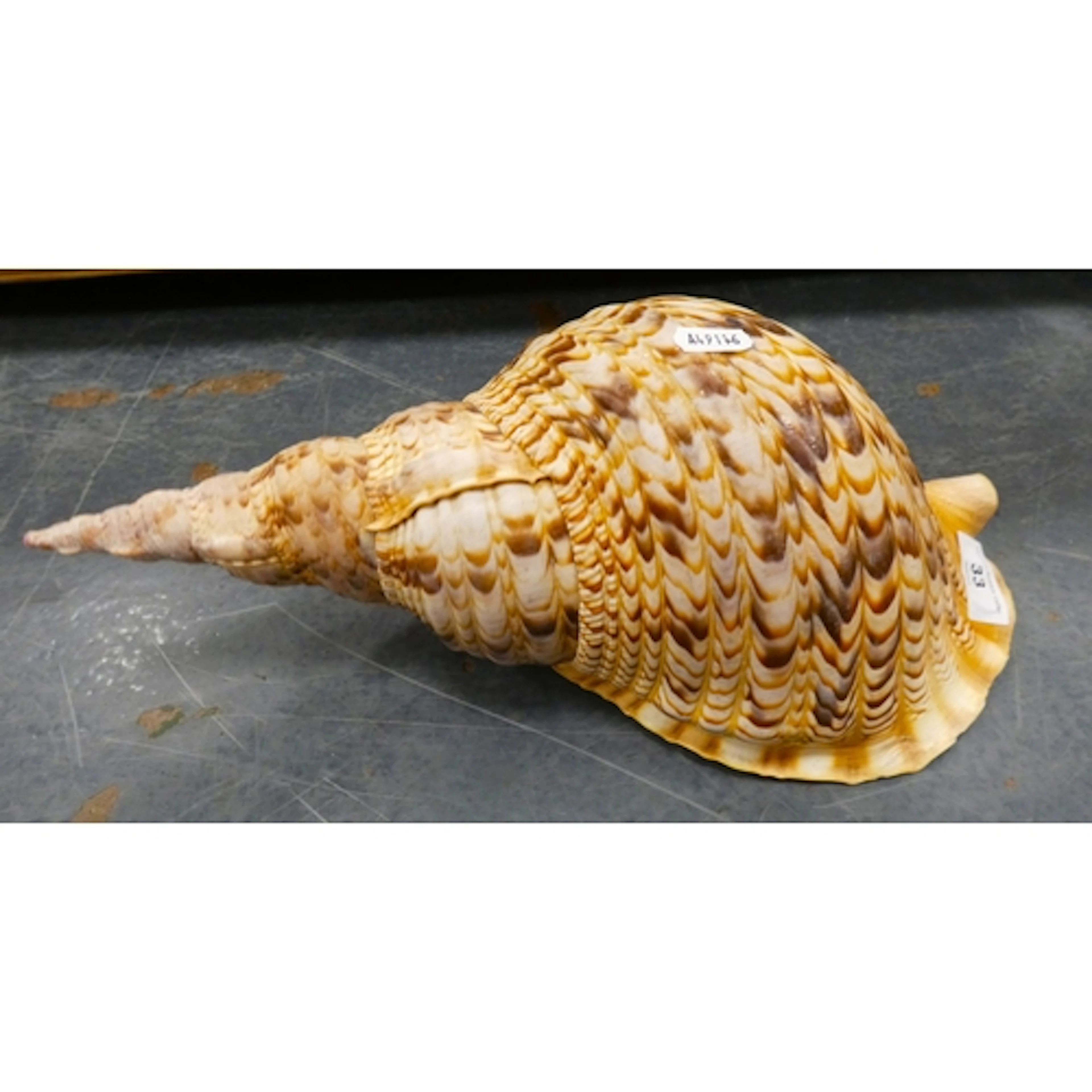 Triton Trumpet Ammonite Oceanic large conch shell.