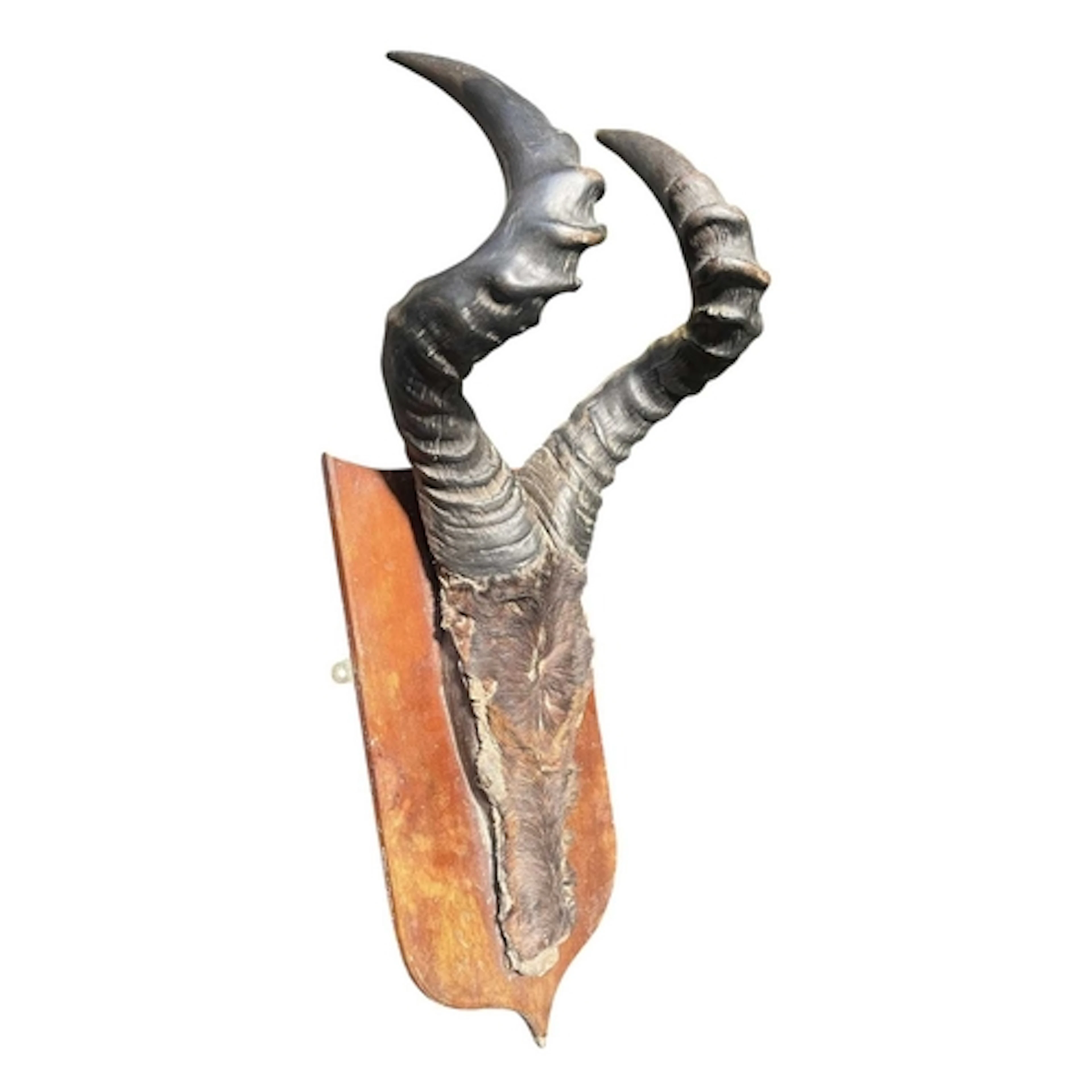Of Natural History/Taxidermy Interest - a pair of wooden wal...