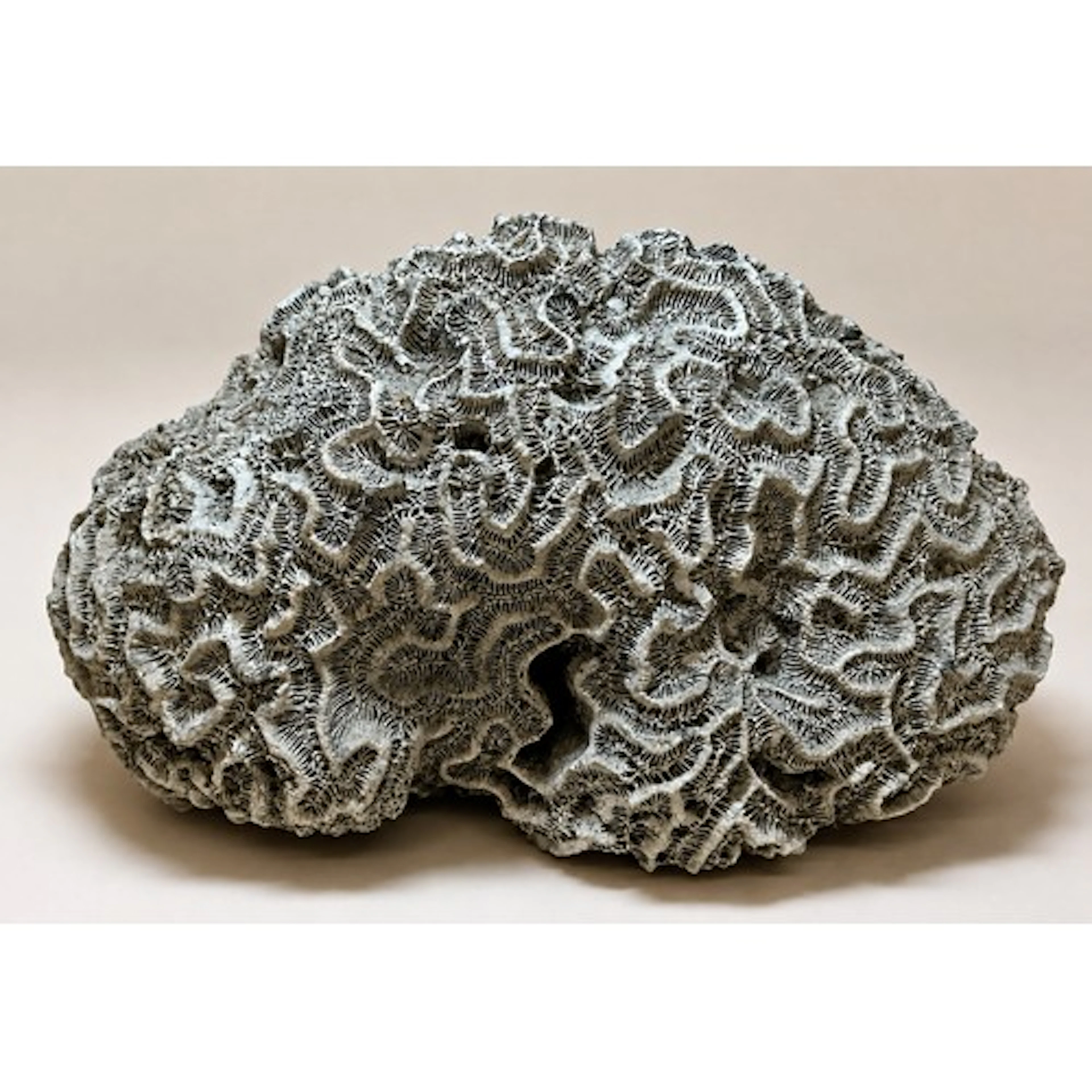 Natural History - a brain coral specimen (Pseudodiploria str...