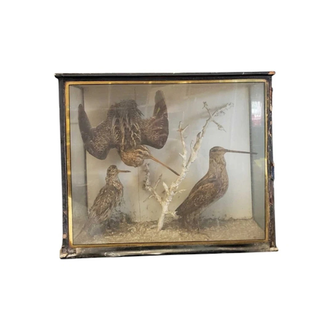 Taxidermy - A 20th century group taxidermy of common snipe (...