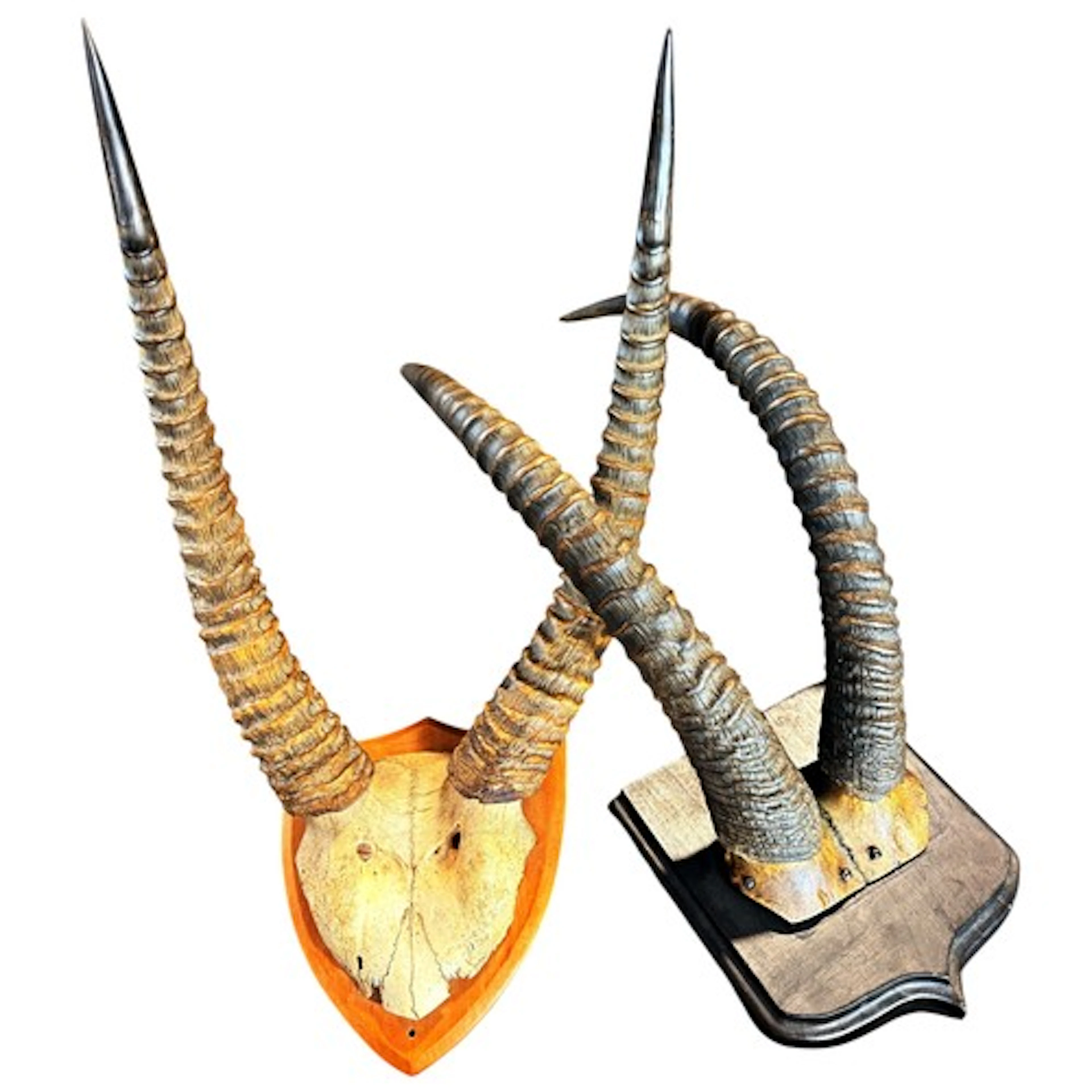 Taxidermy interest; two pairs of mounted animal horns