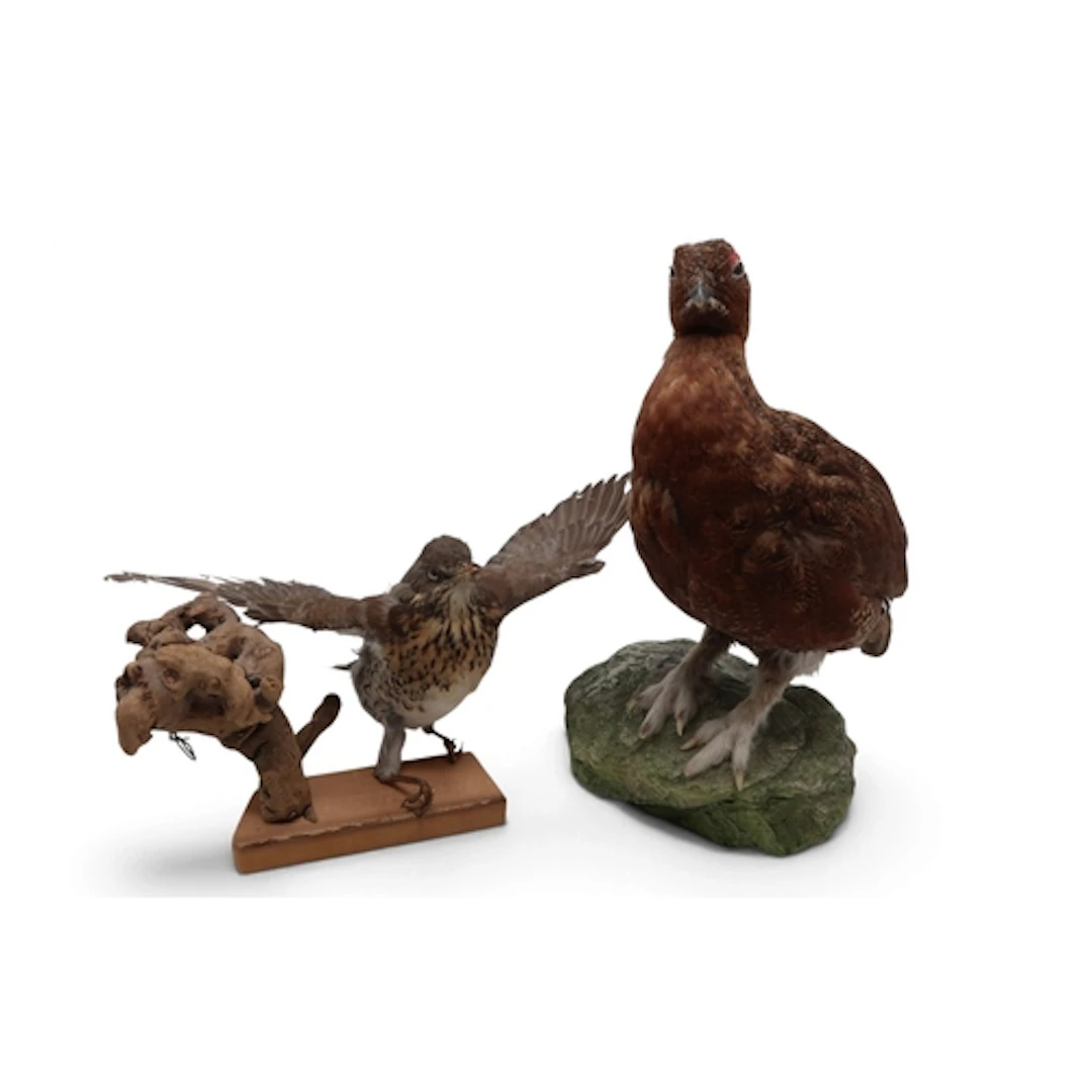 A taxidermy thrush and red grouse (2)