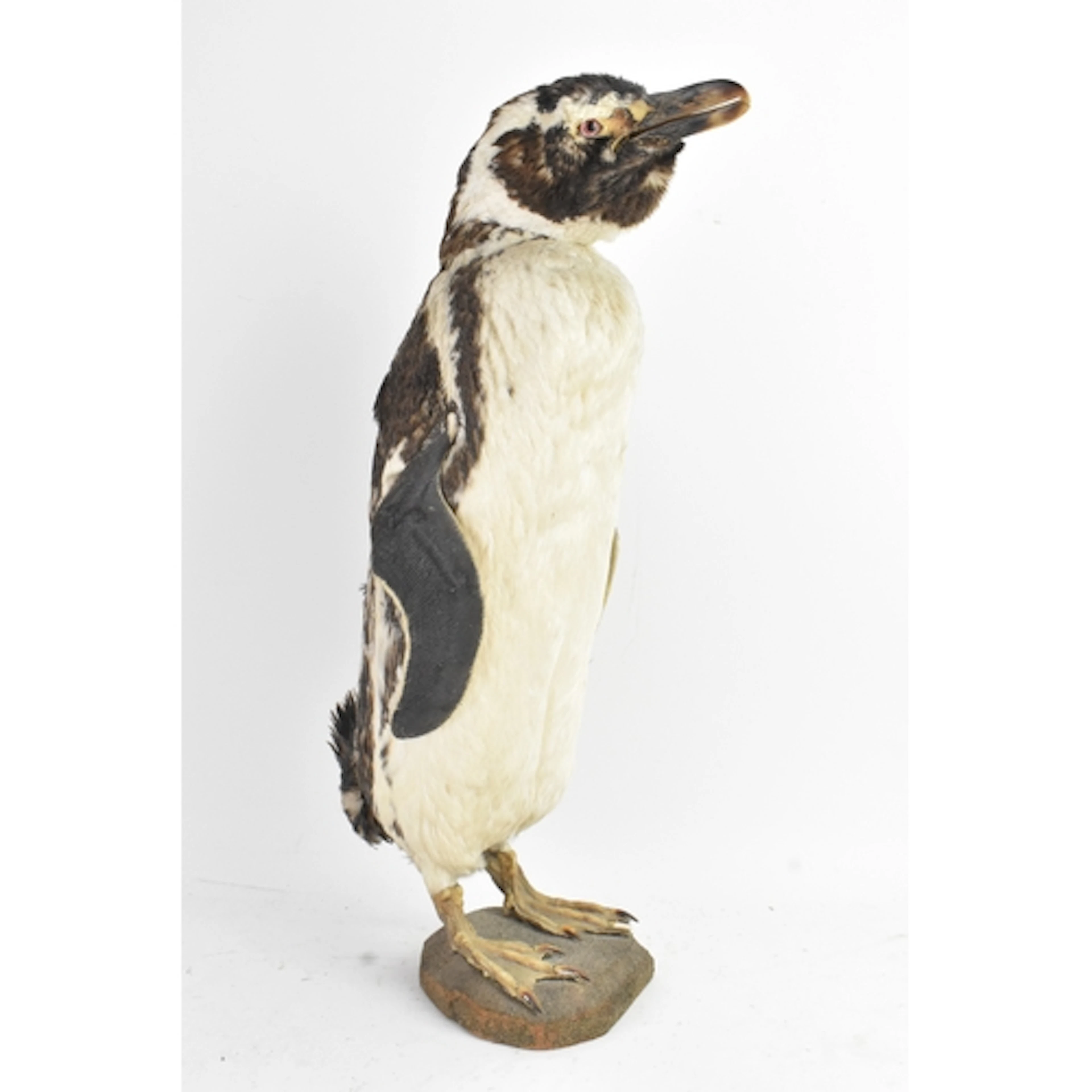 Taxidermy & Natural History interest: An early 20th century ...
