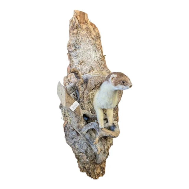 A vintage 20th century taxidermy stoat. On a naturalistic ba...