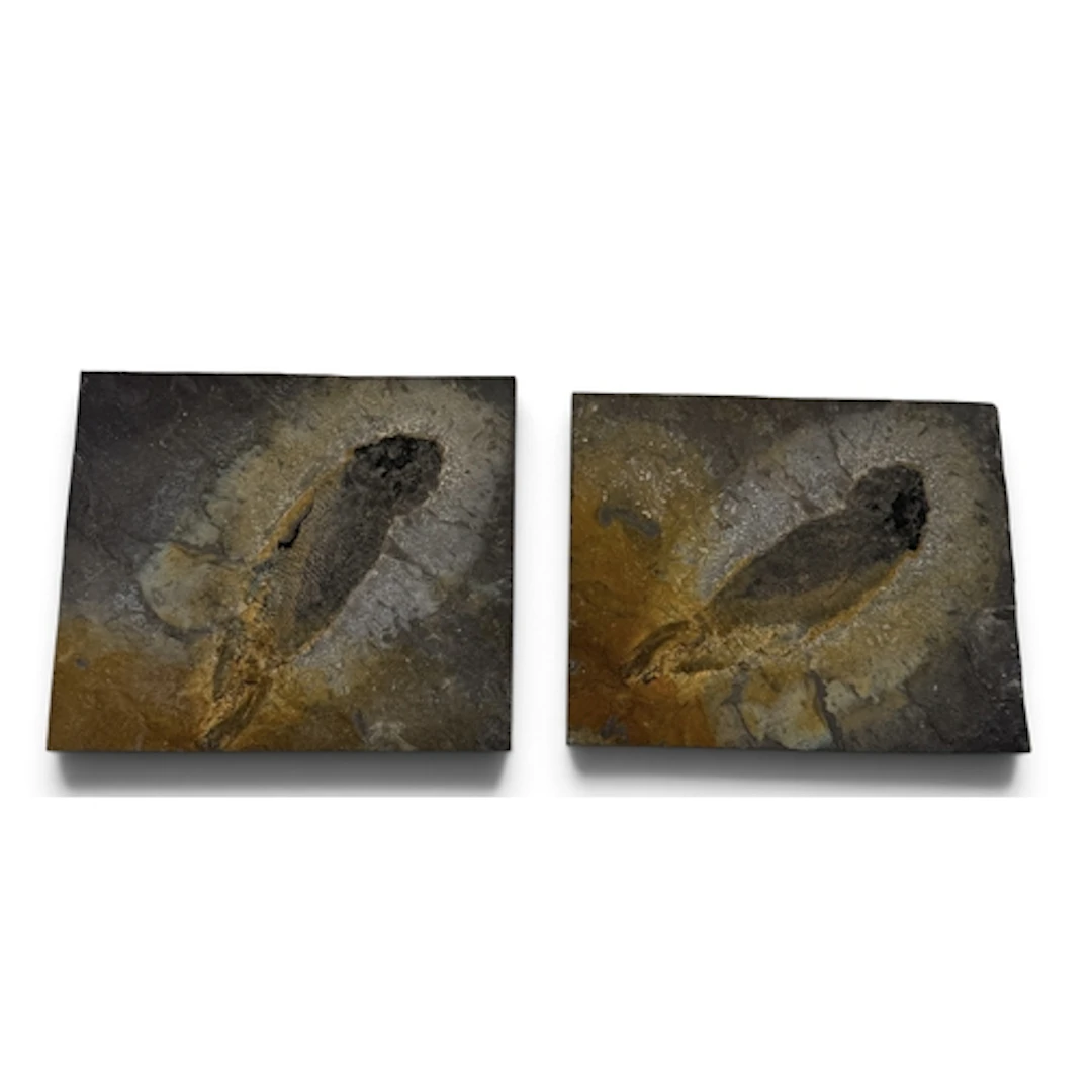 A PAIR OF FOSSIL FISH Approximately 19cm x 15cm each....