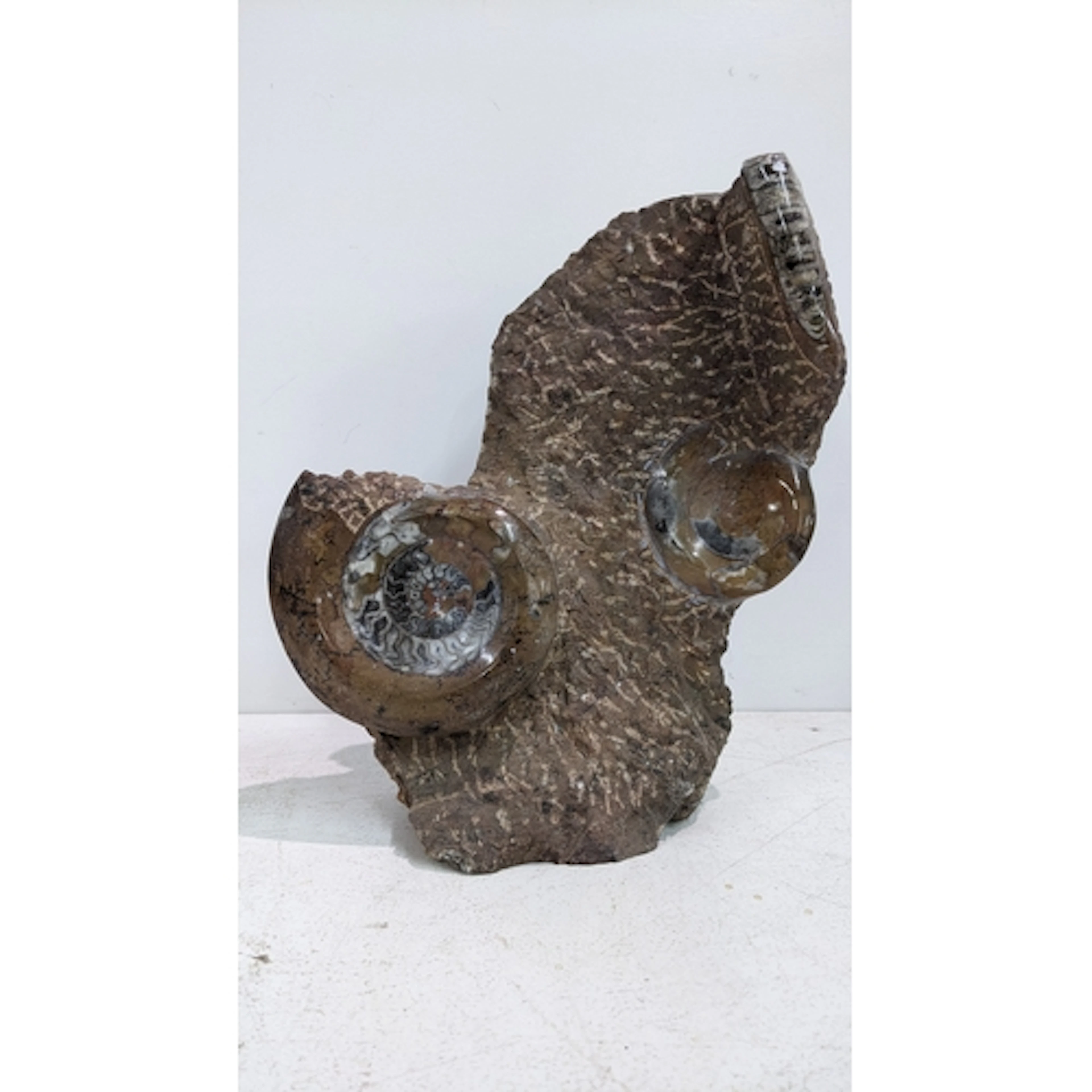 An Orthoceras and ammonite fossil stone sculpture Location: ...