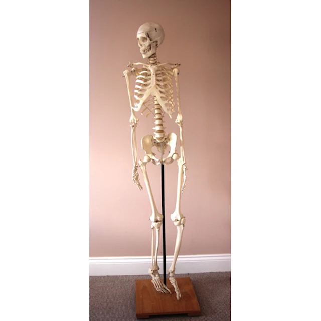 An osteopathic real bone teaching skeleton, medically prepar...